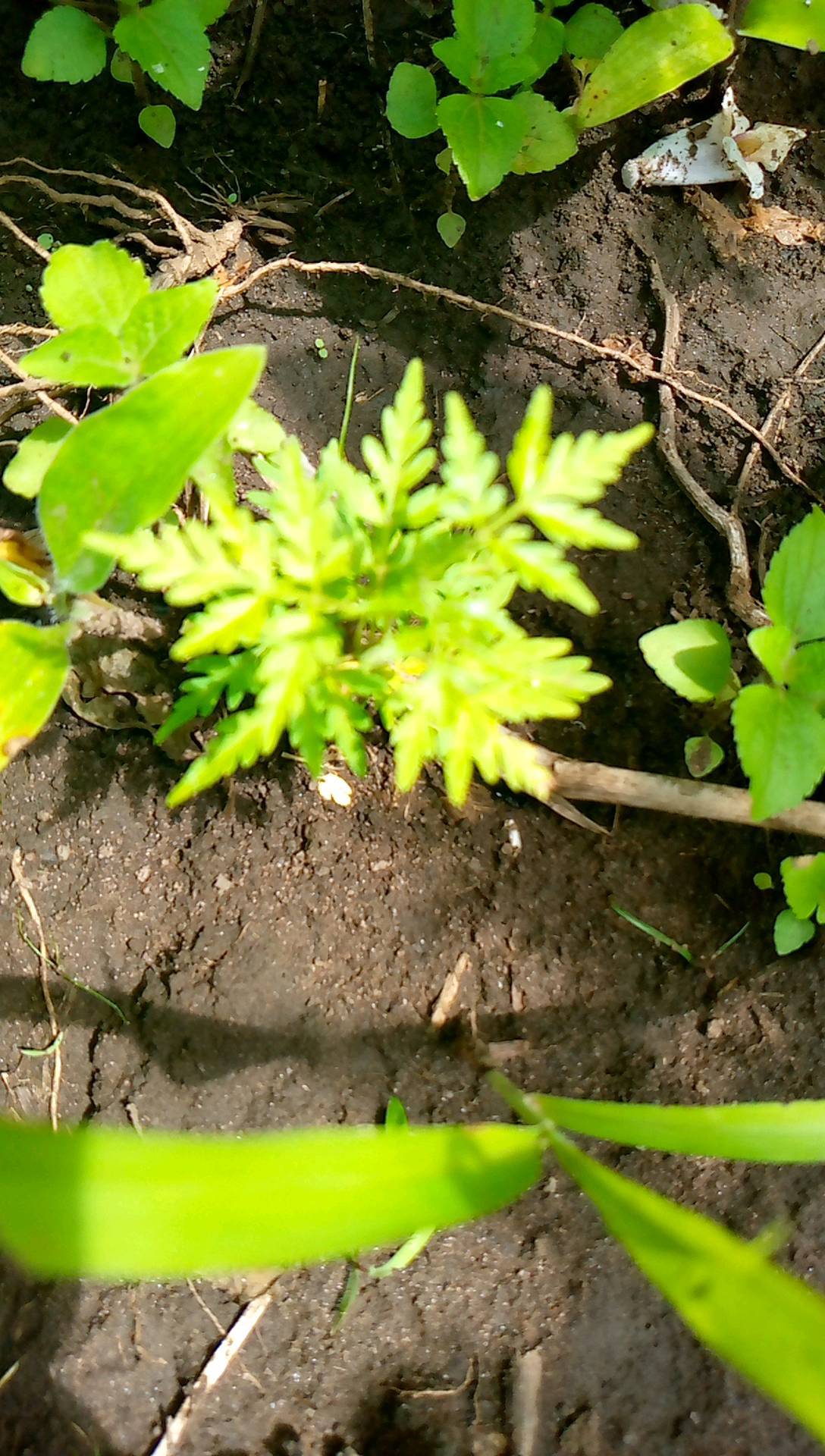 tree