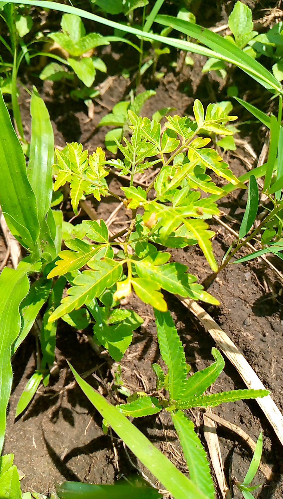 tree