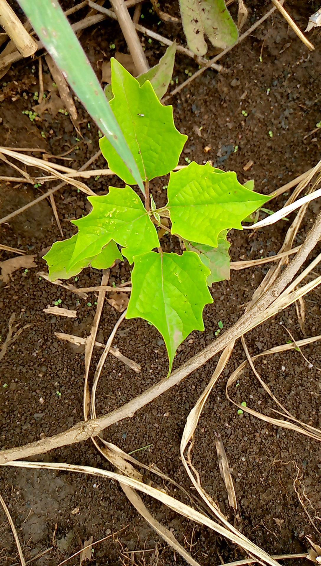 tree