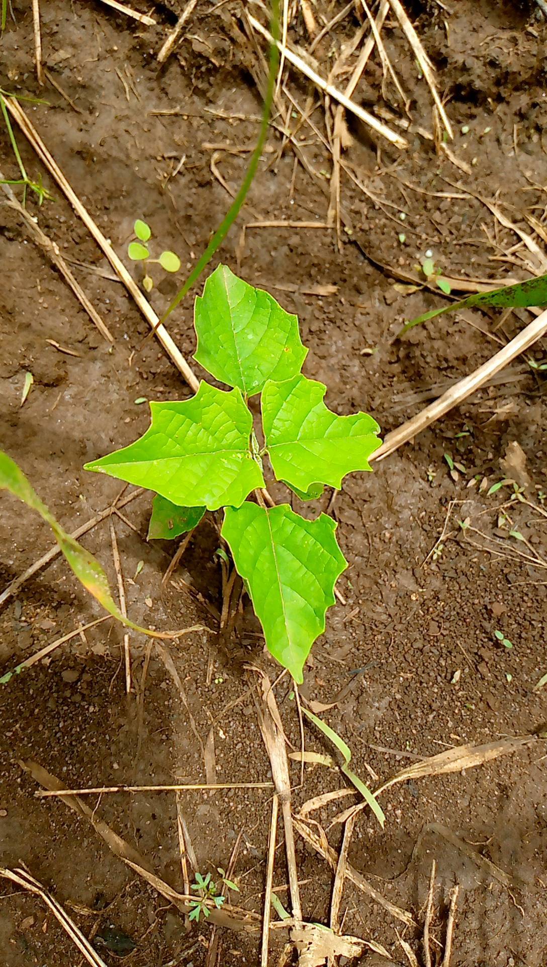 tree