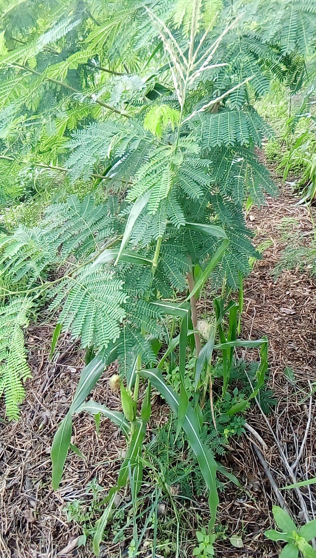 tree
