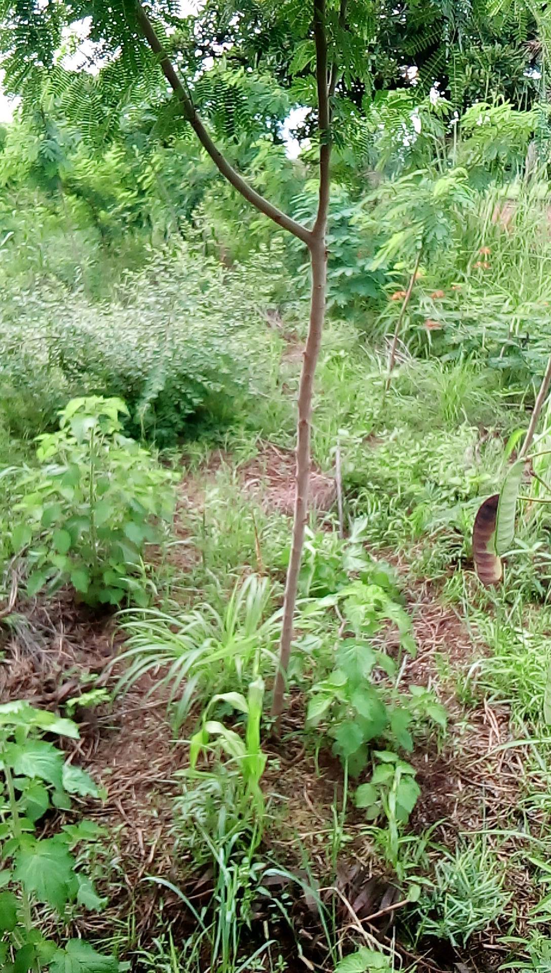 tree