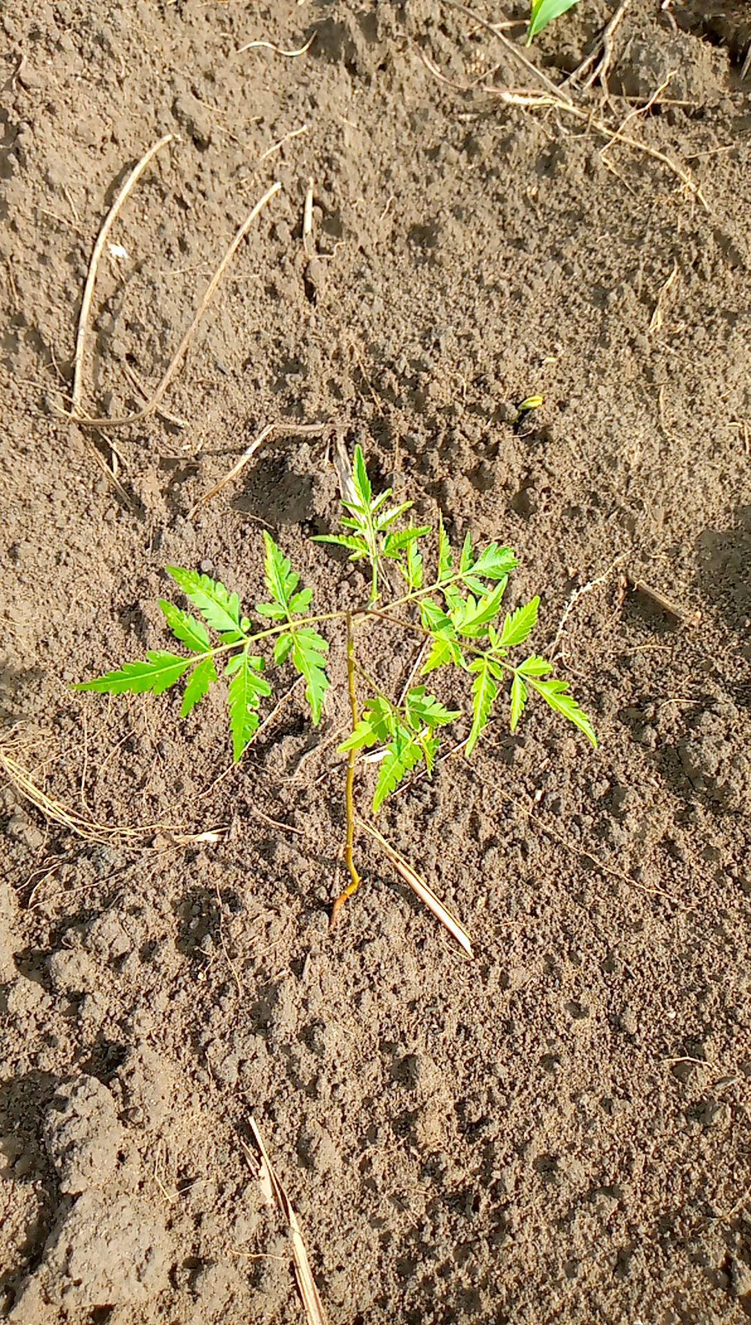 tree