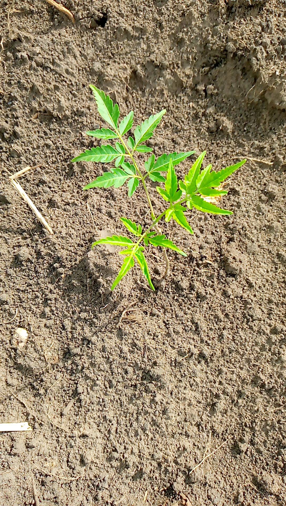 tree