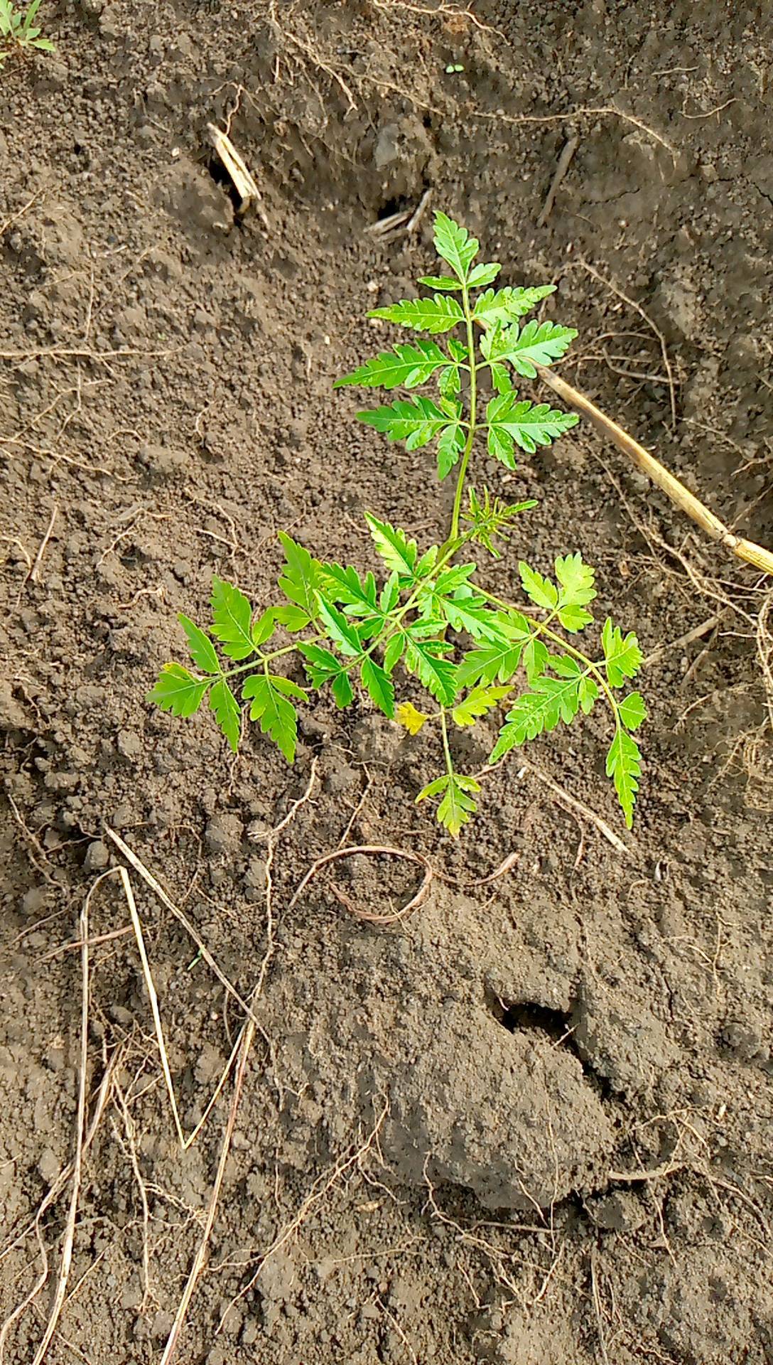 tree