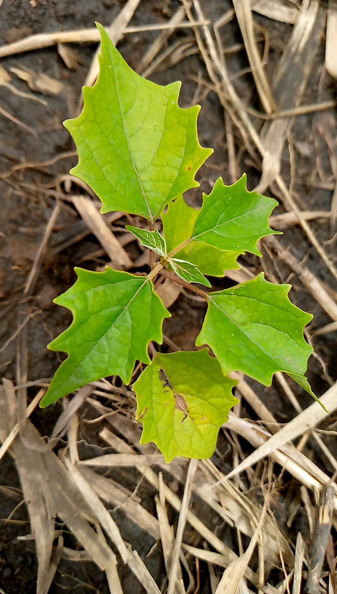tree
