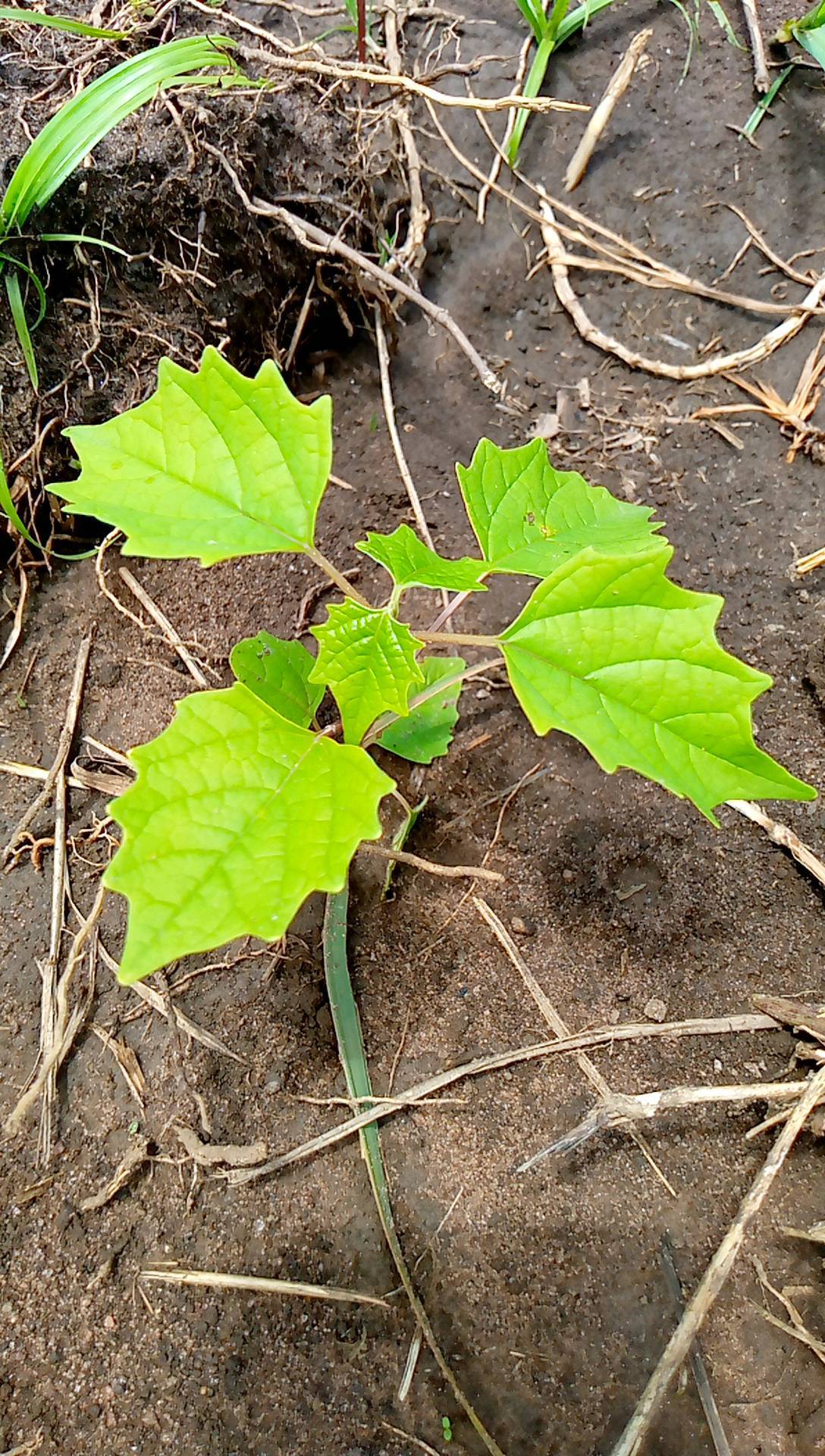 tree