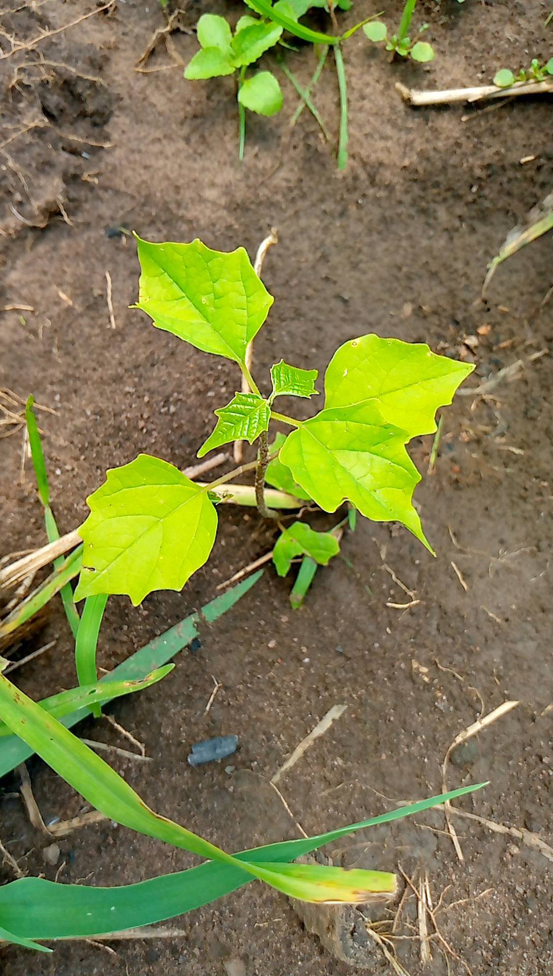 tree