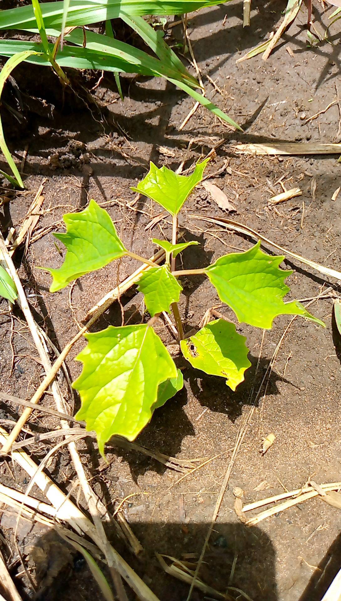tree