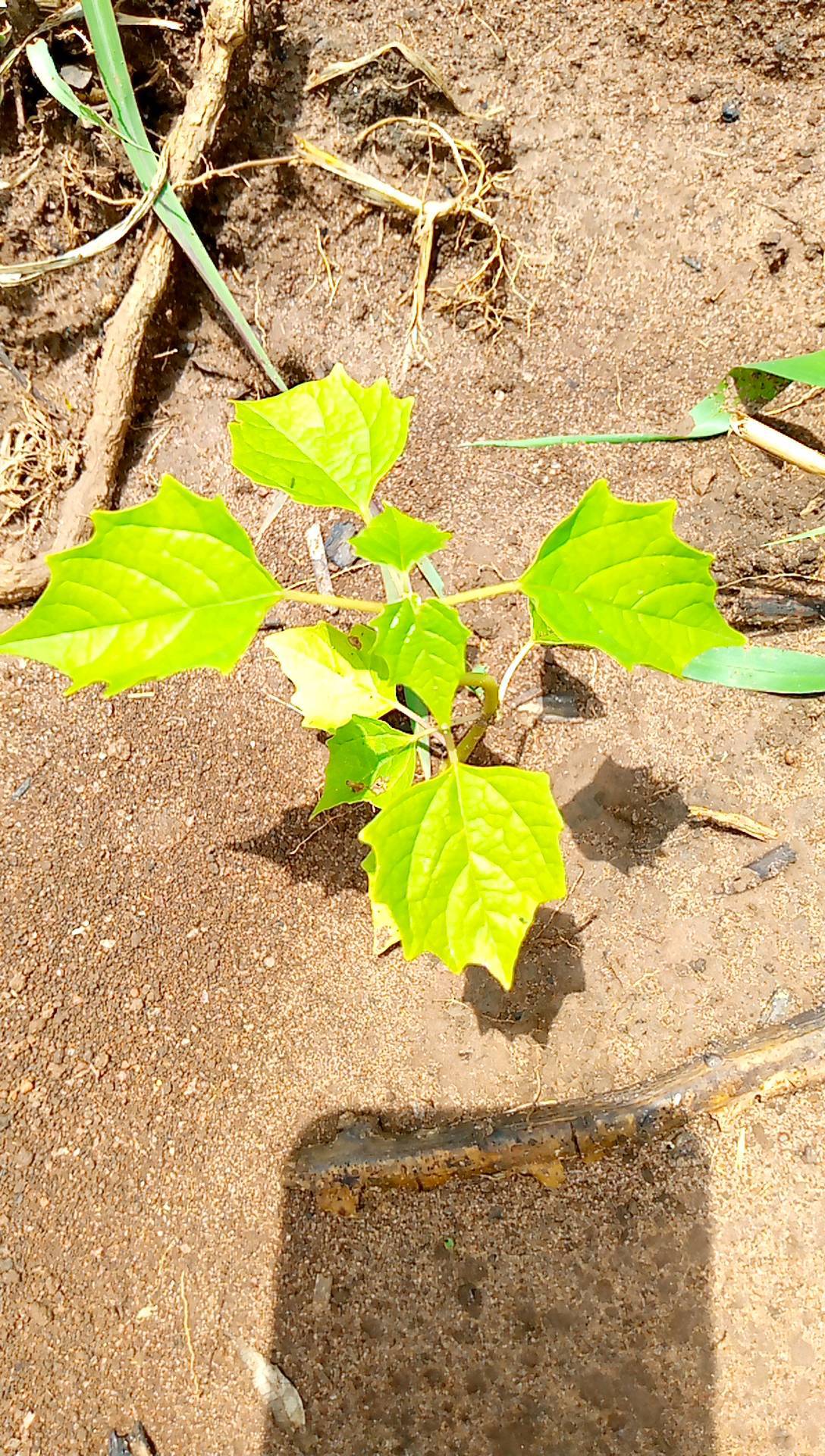 tree
