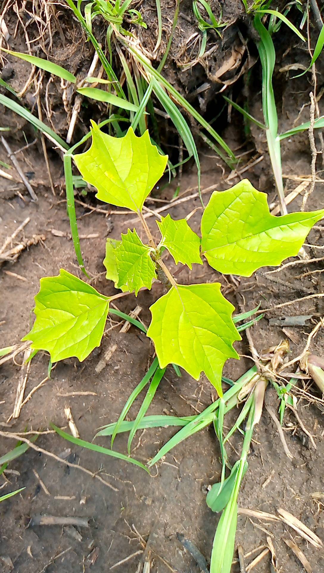 tree