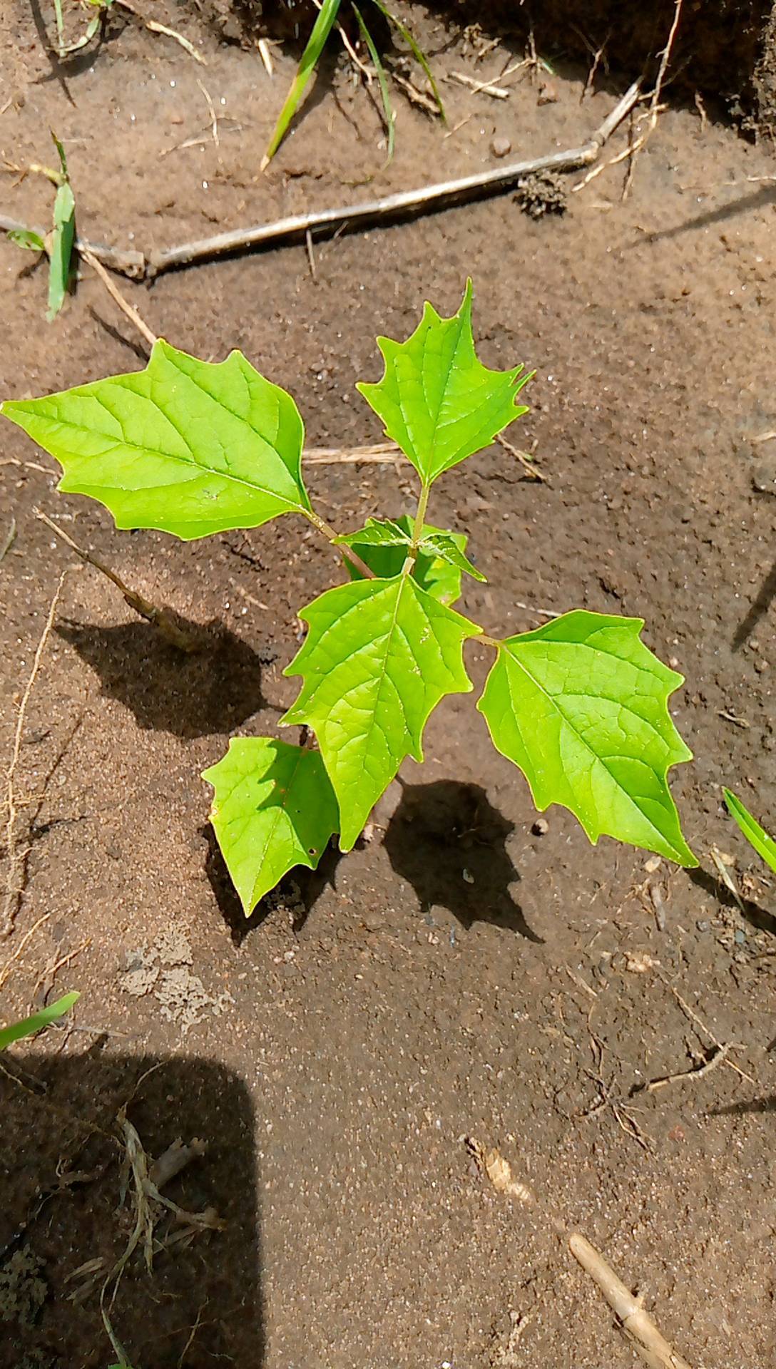 tree