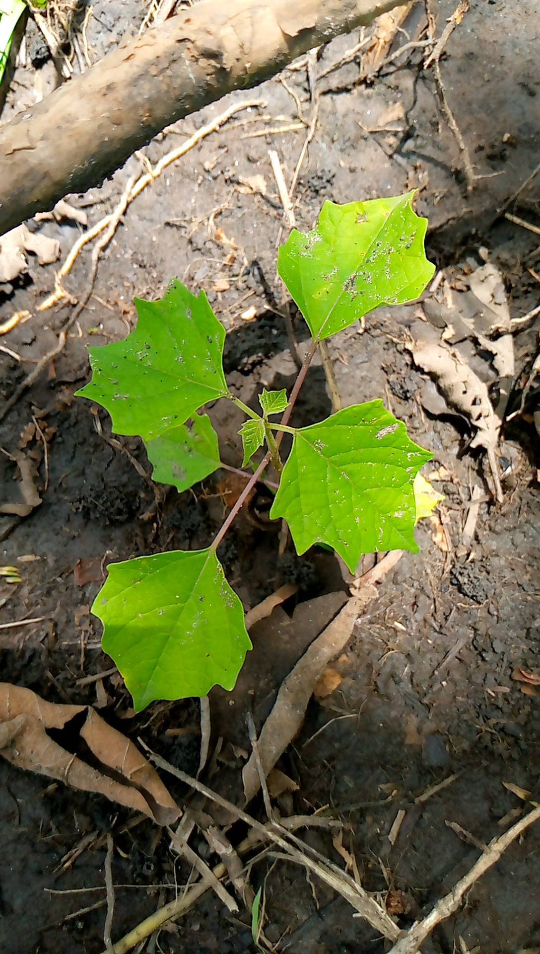 tree