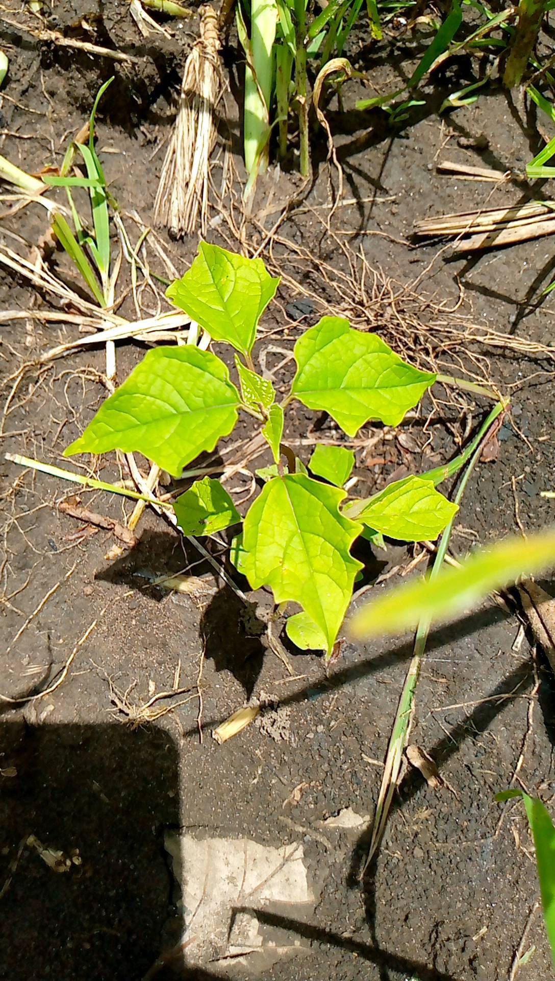 tree