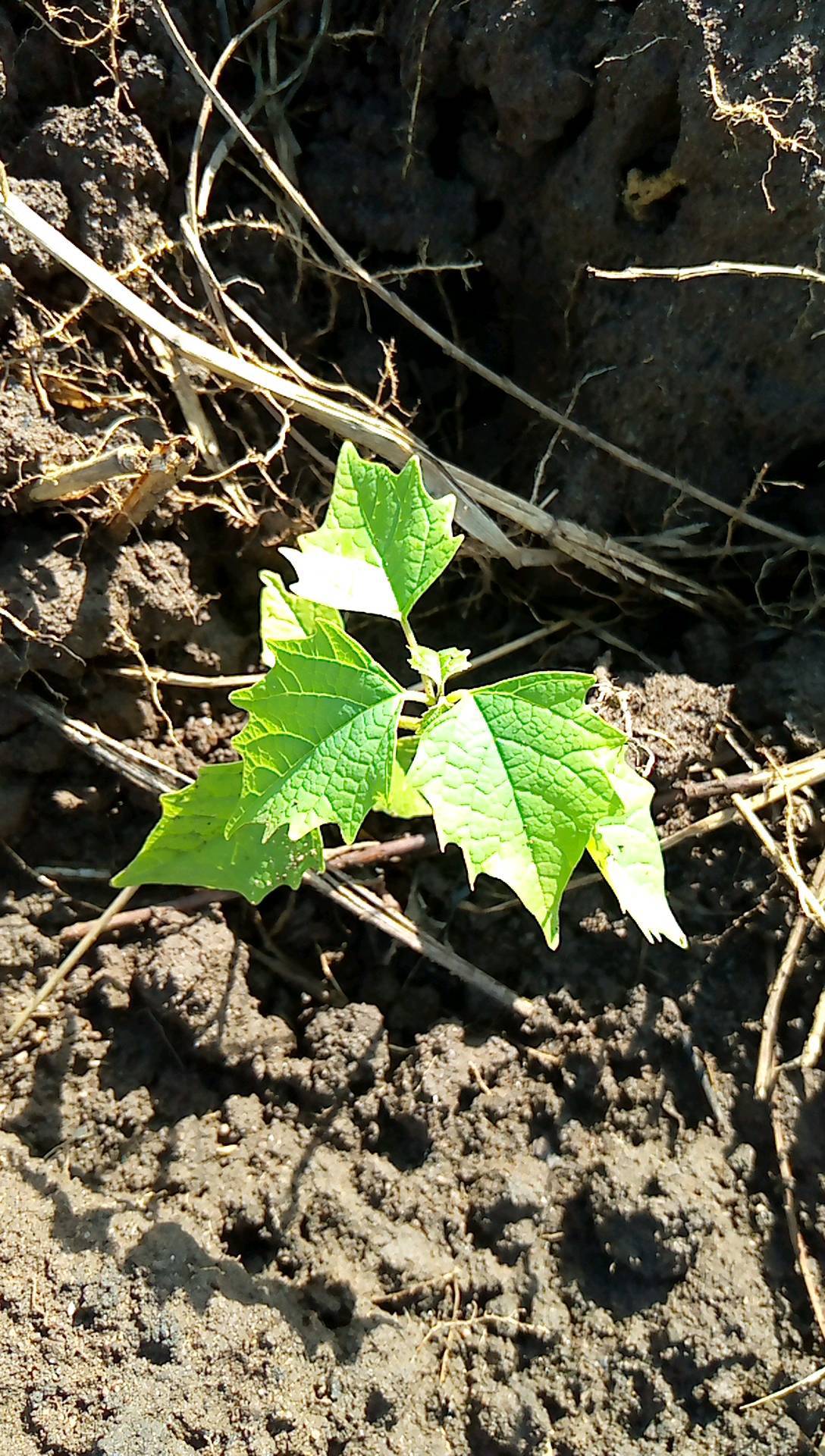 tree