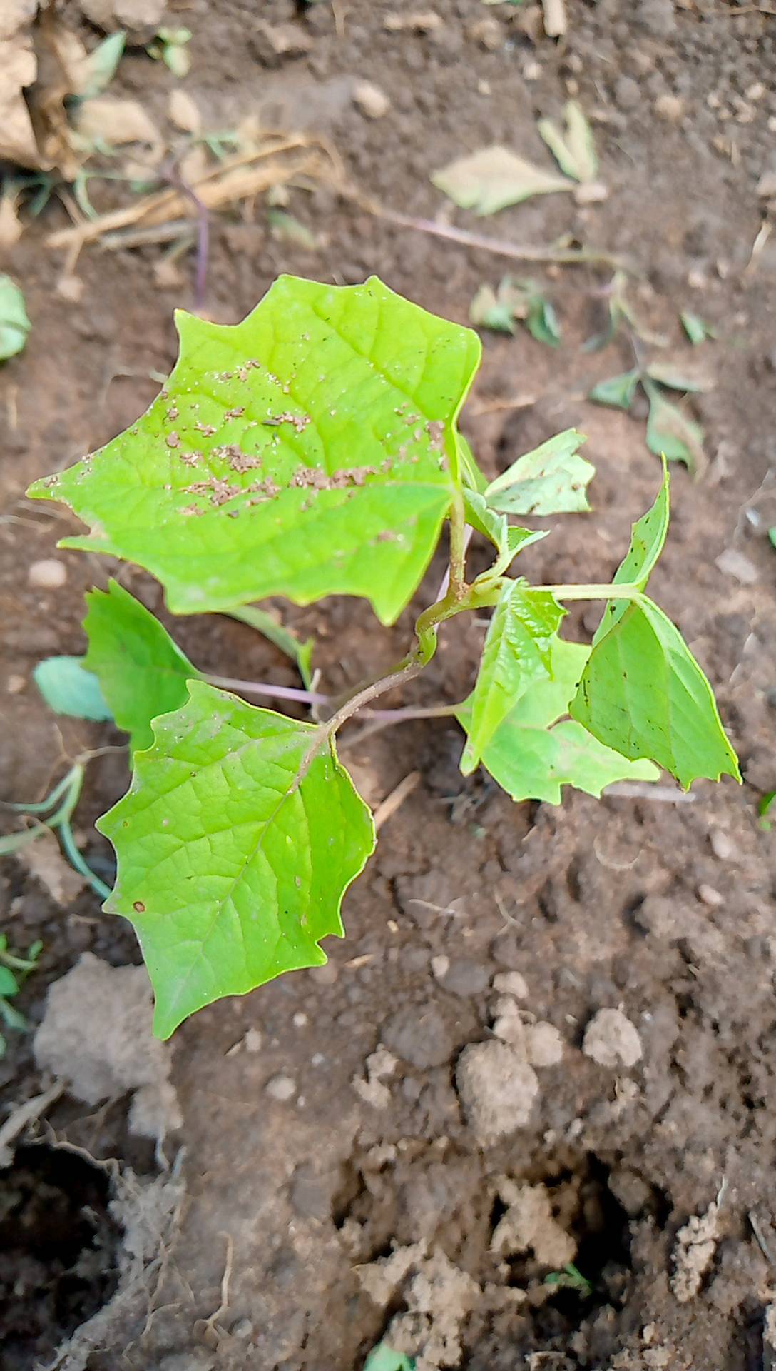 tree