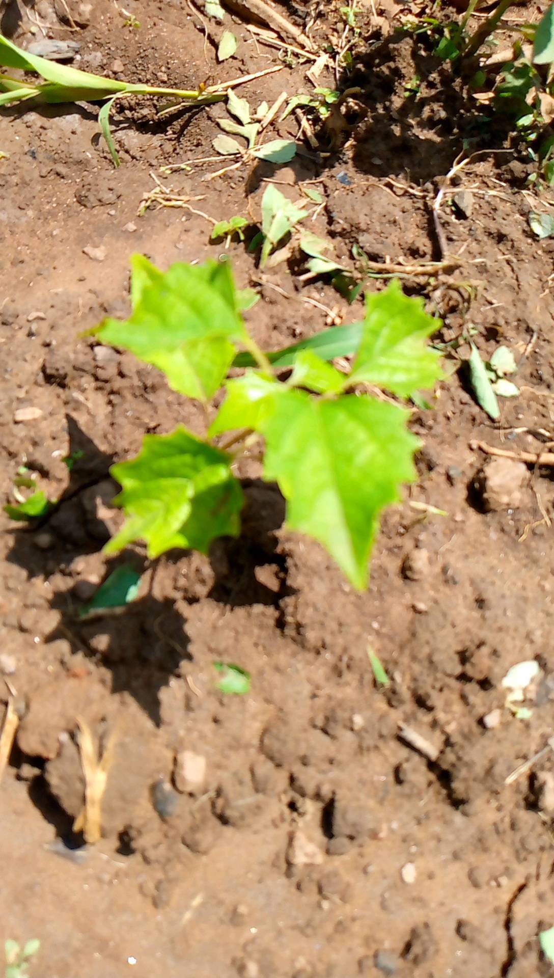 tree