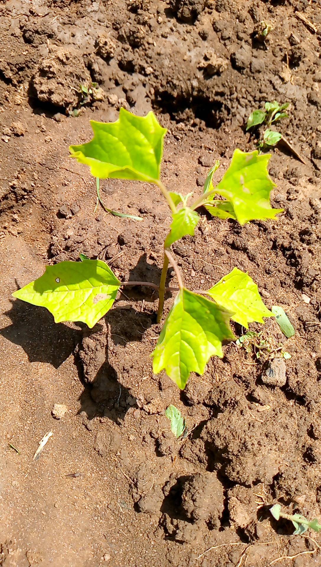 tree