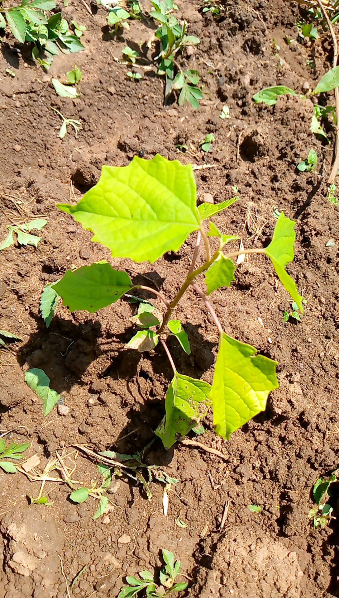 tree