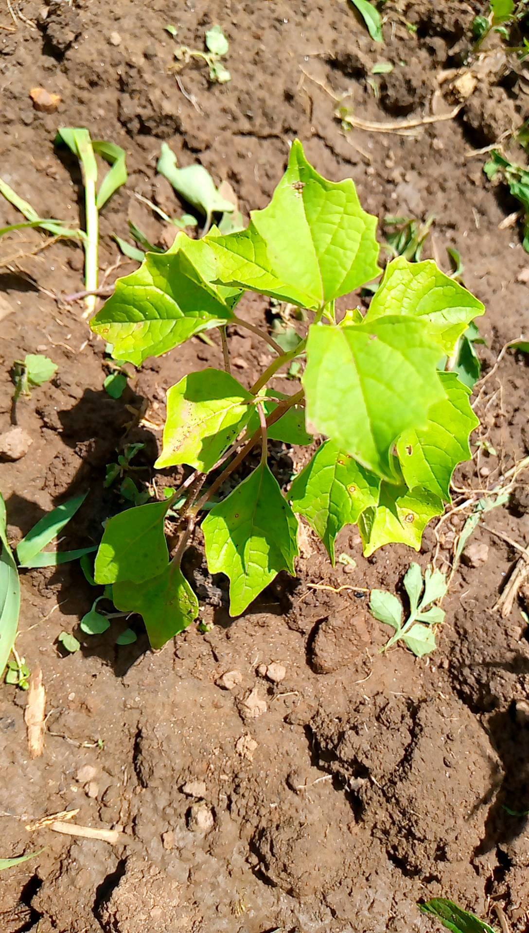 tree