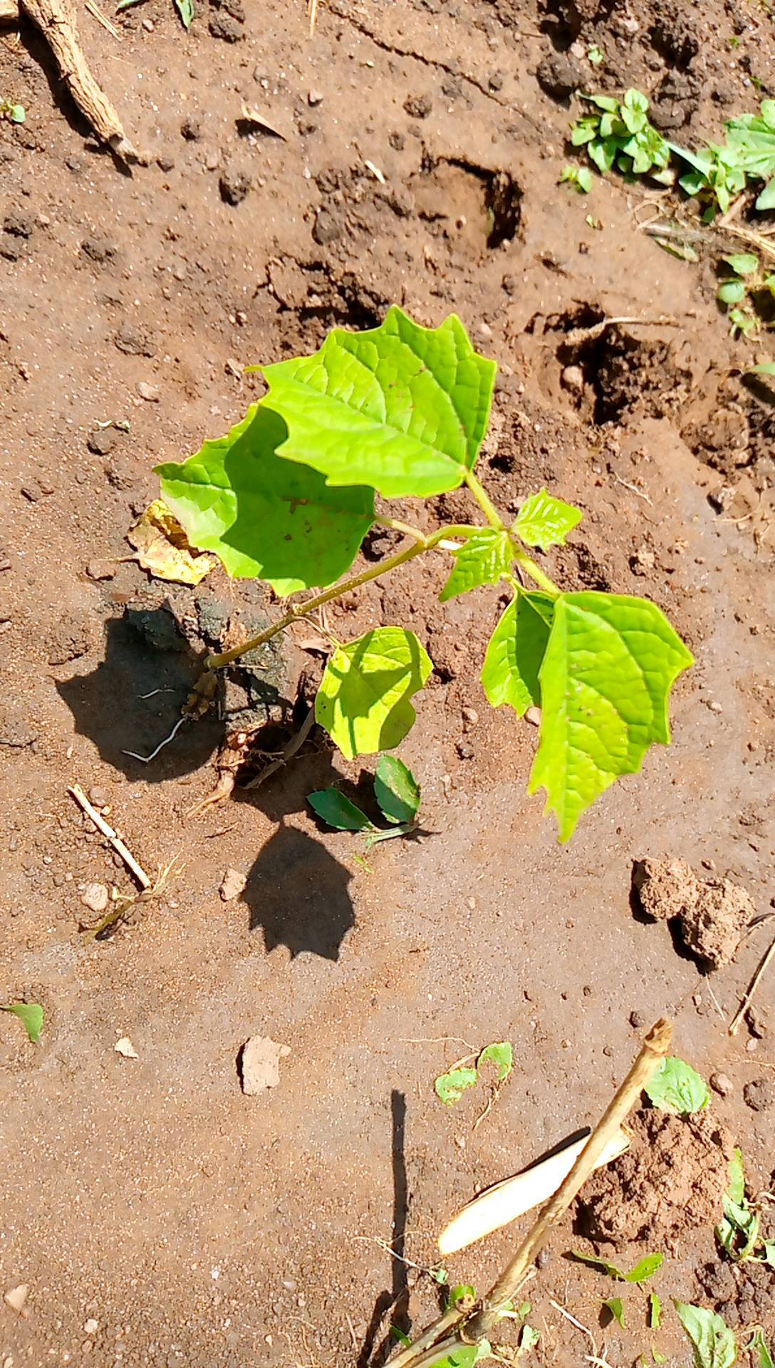 tree