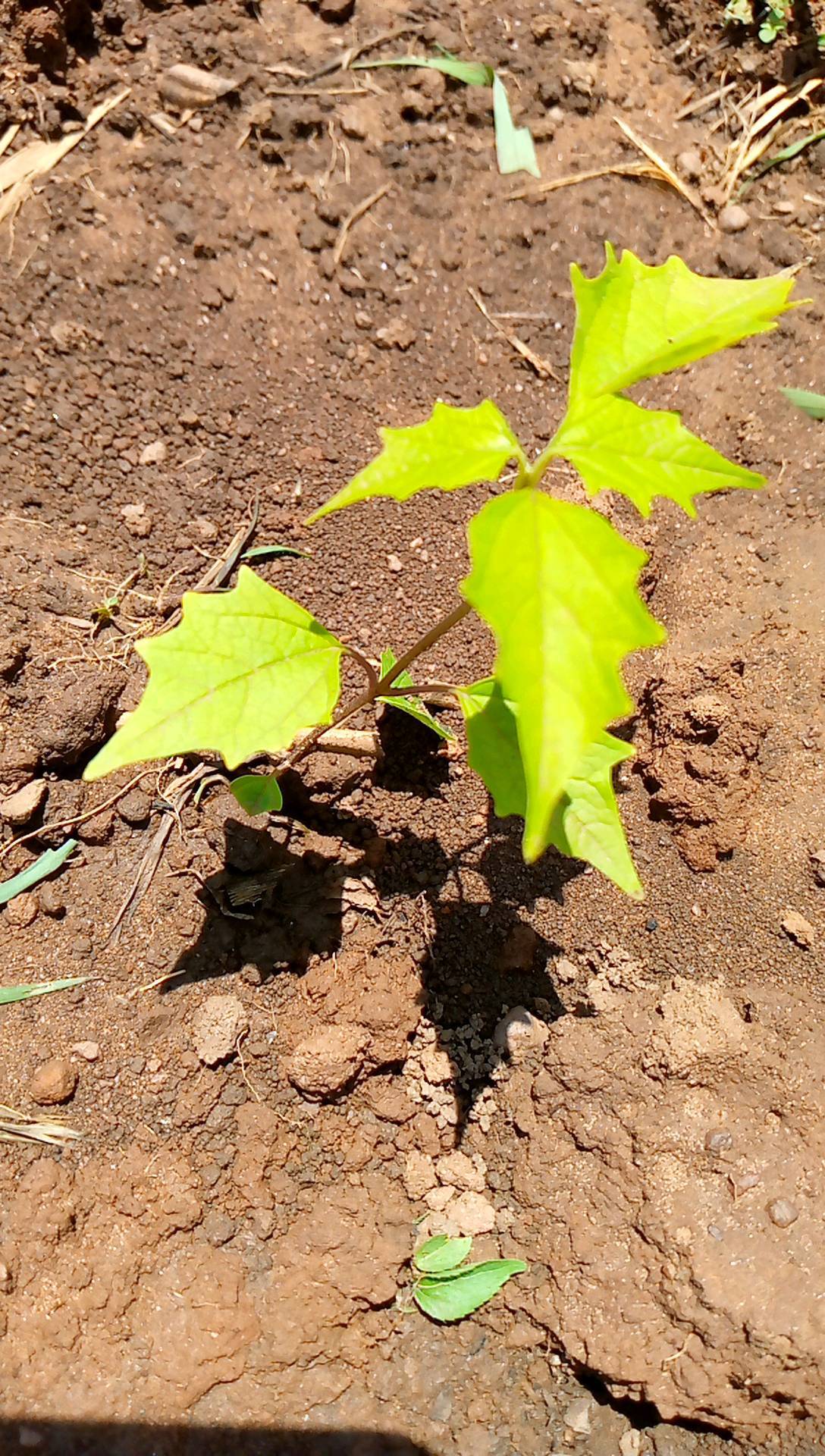 tree