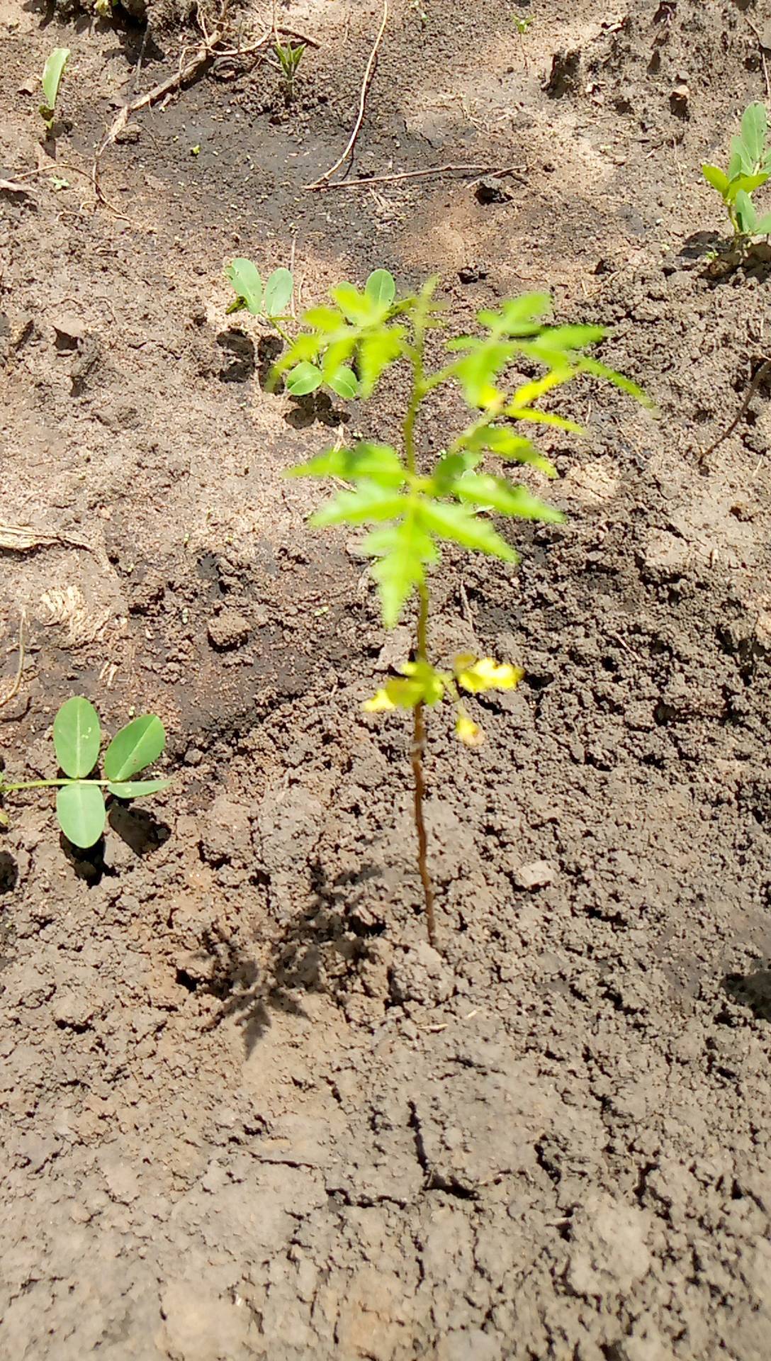 tree