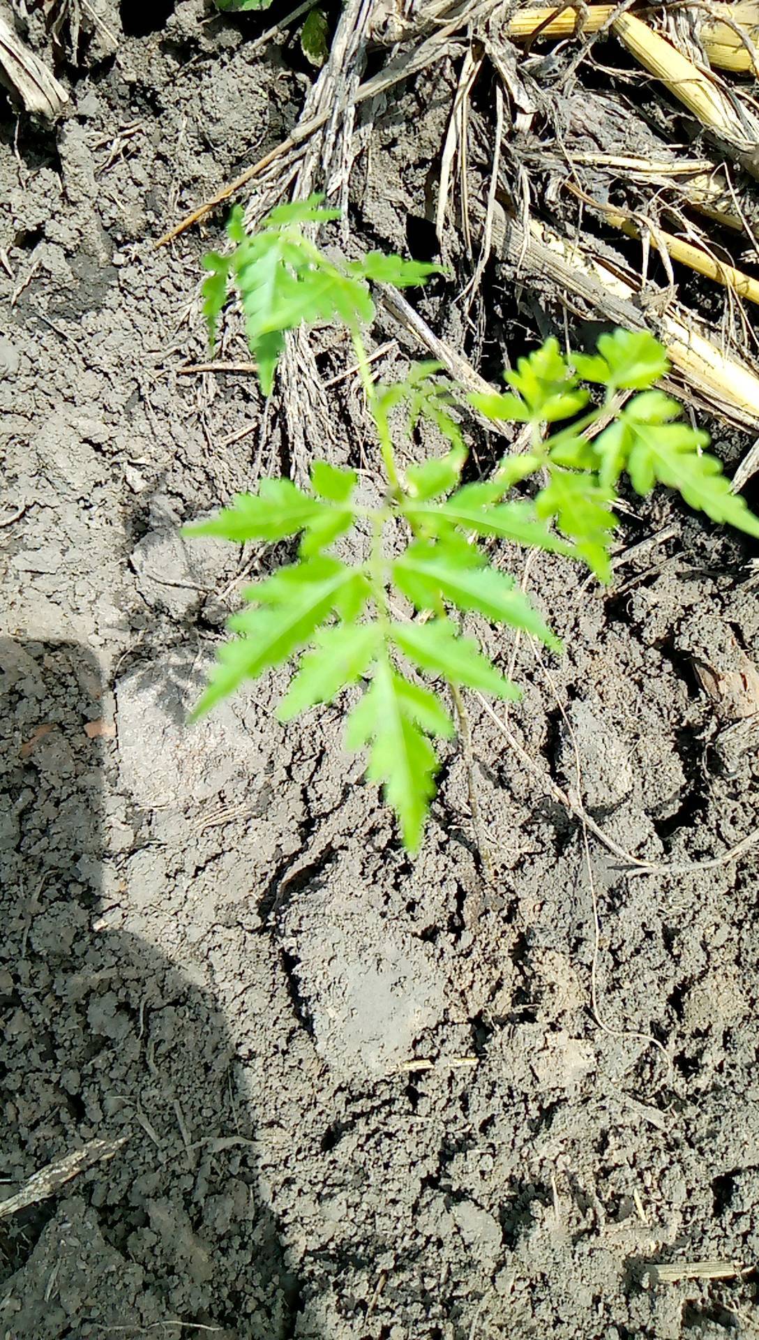 tree