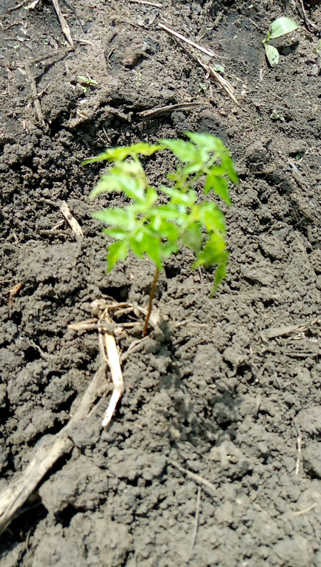 tree