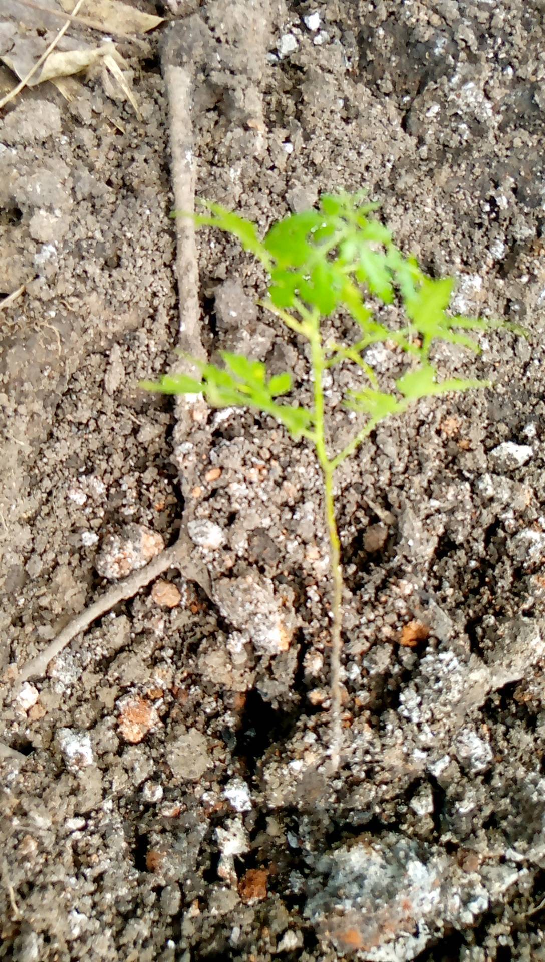 tree