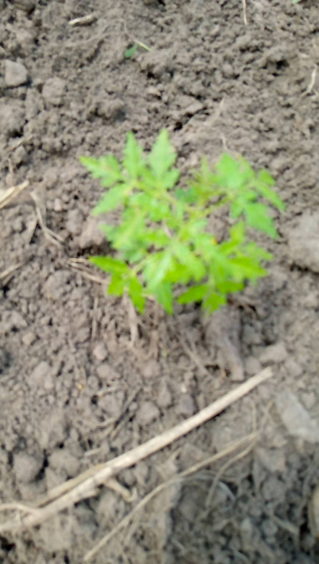 tree
