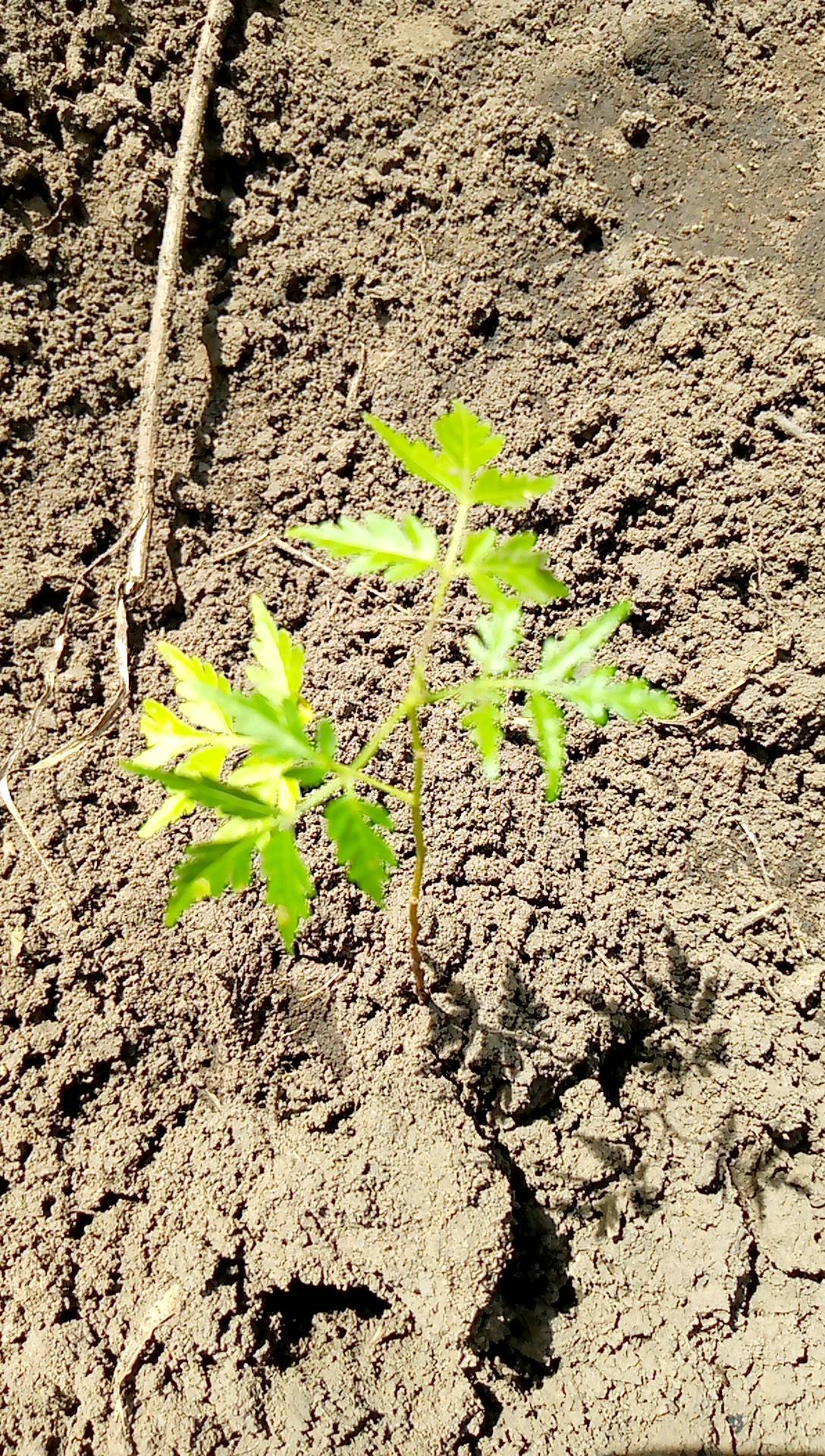 tree