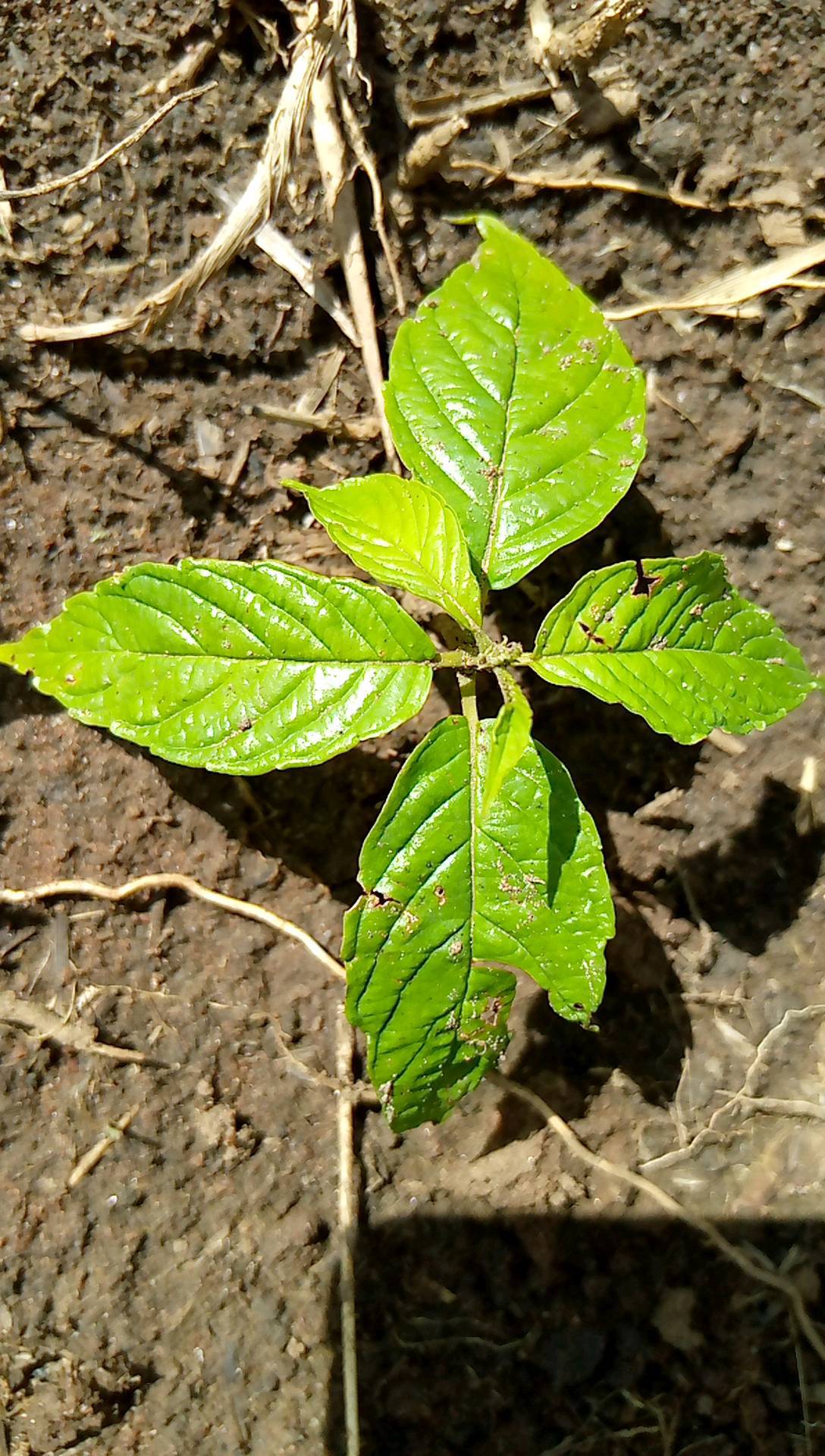 tree