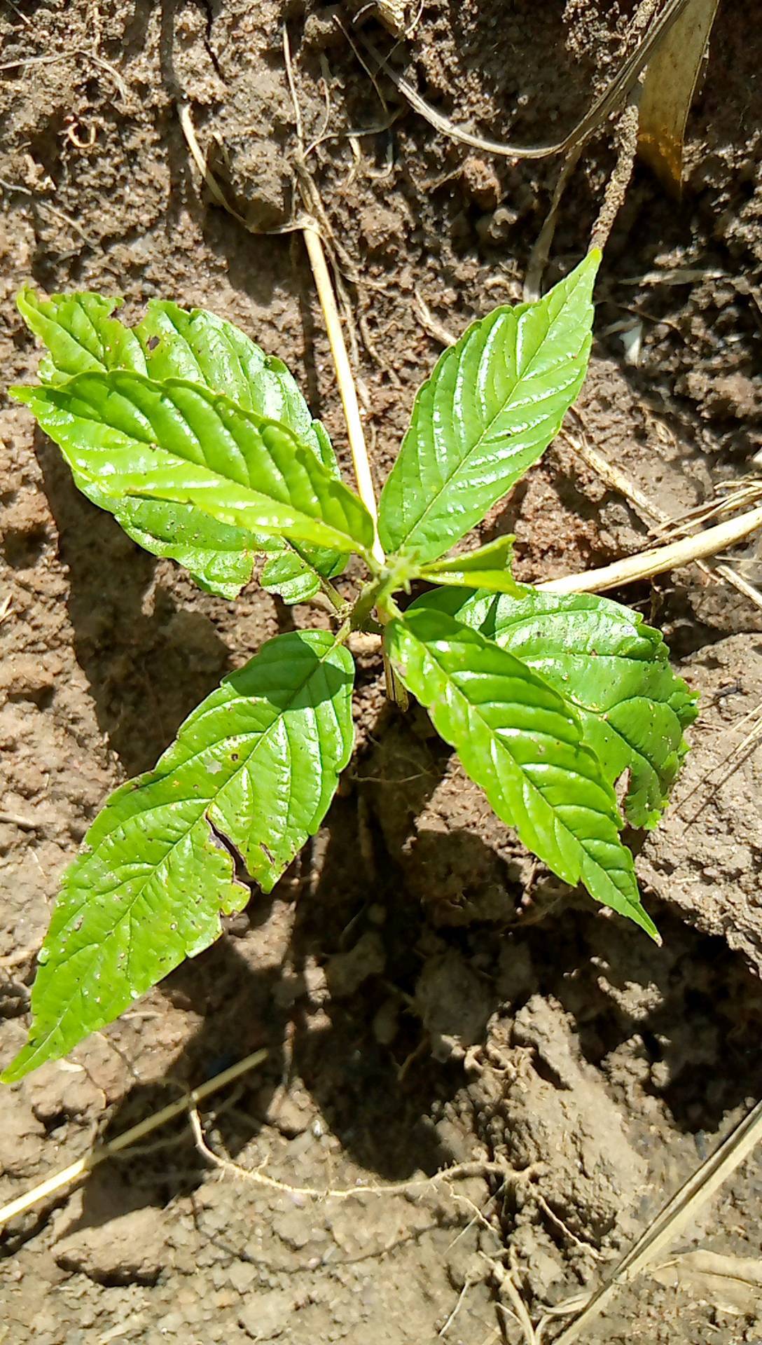 tree