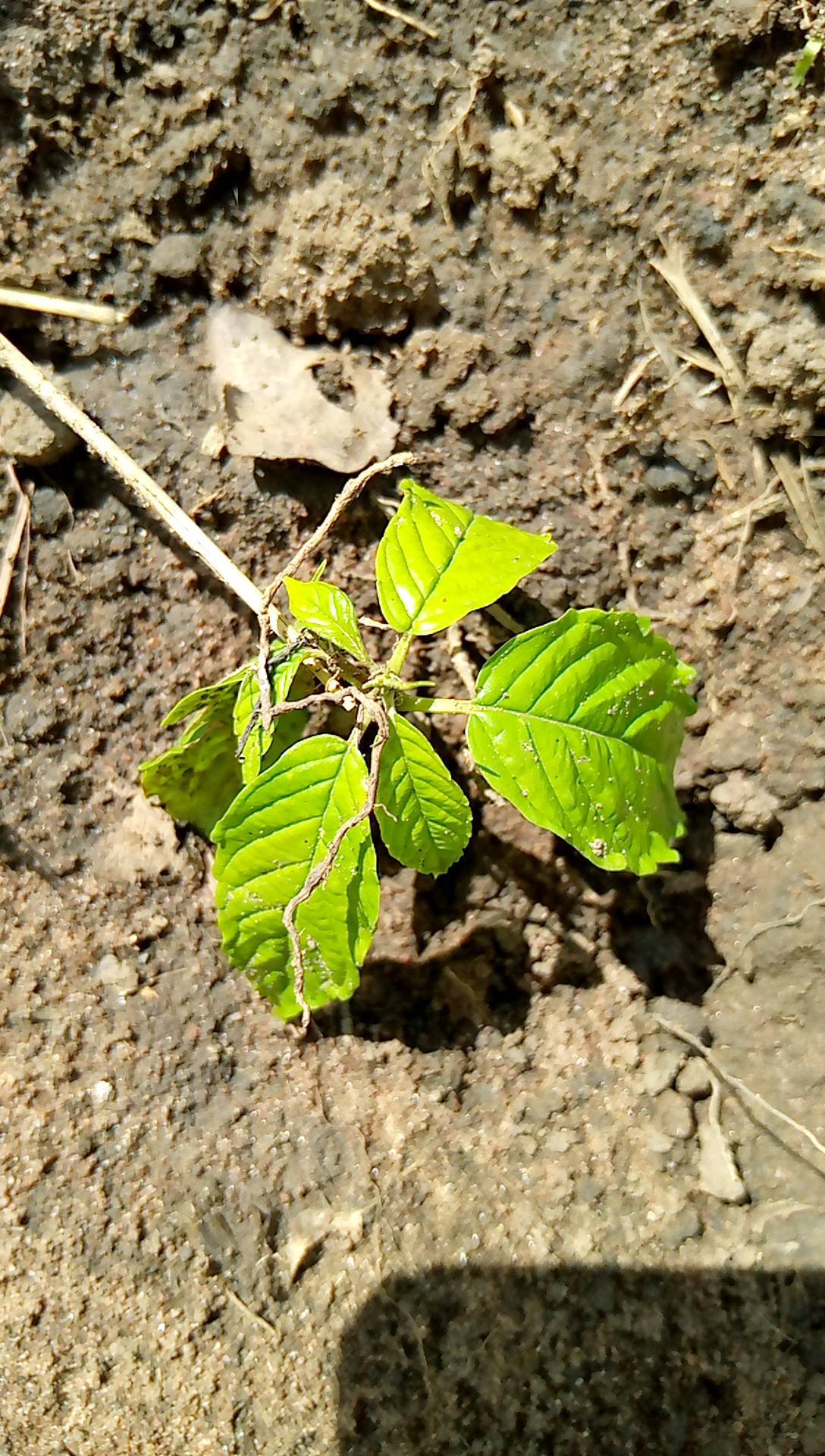 tree
