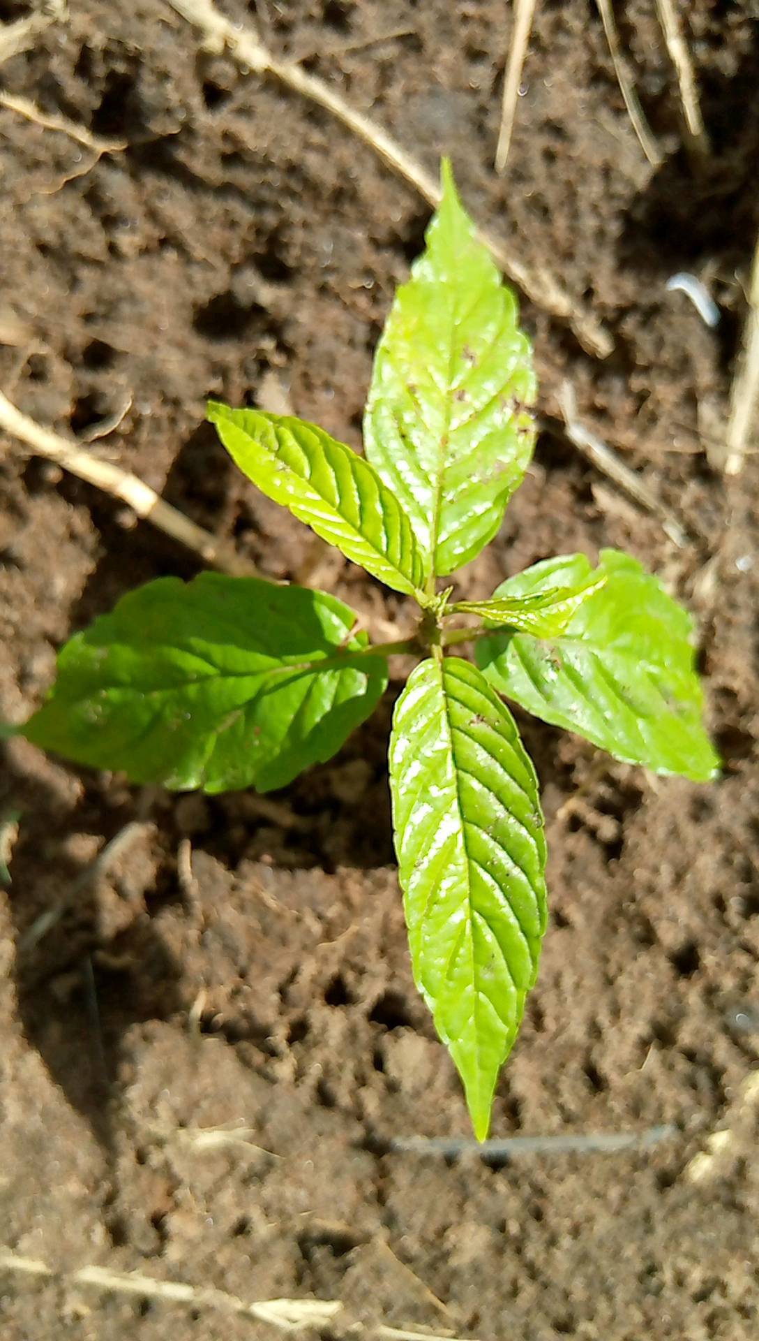 tree