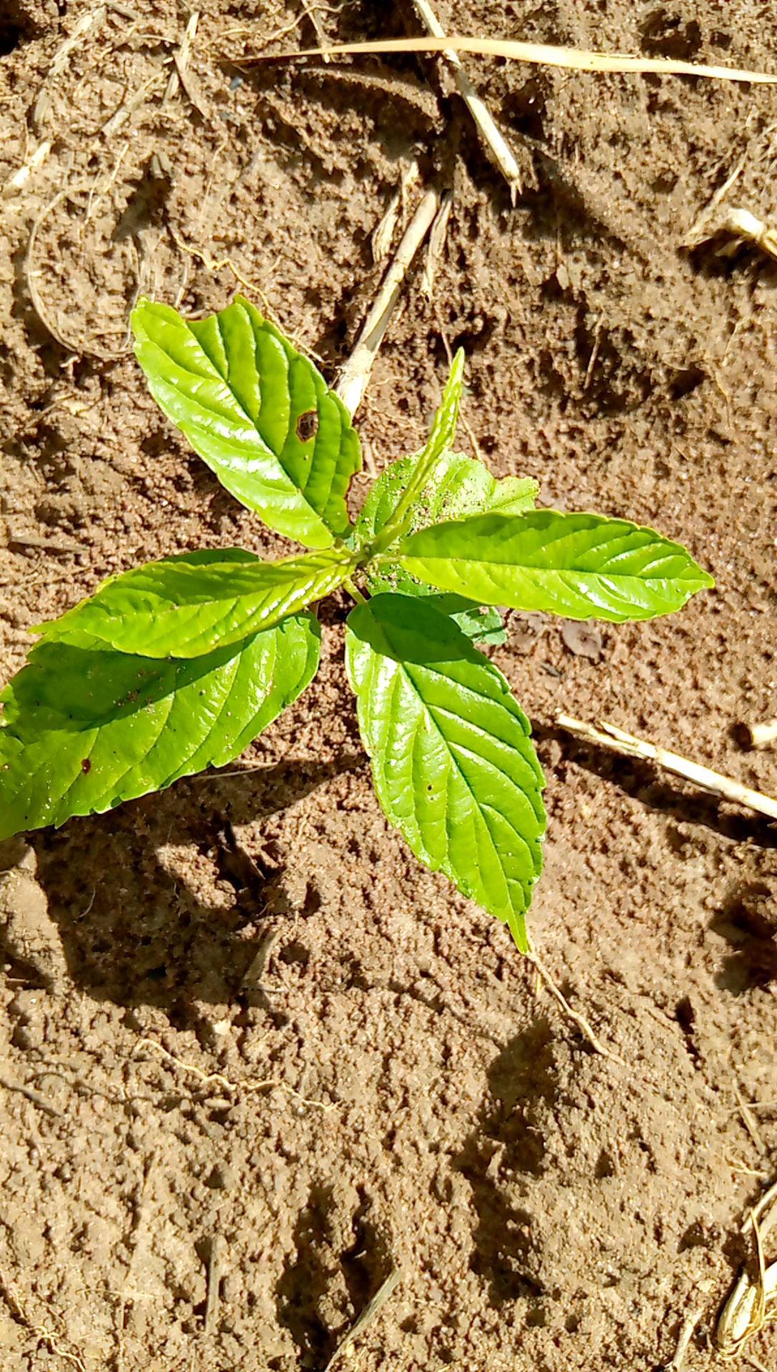 tree