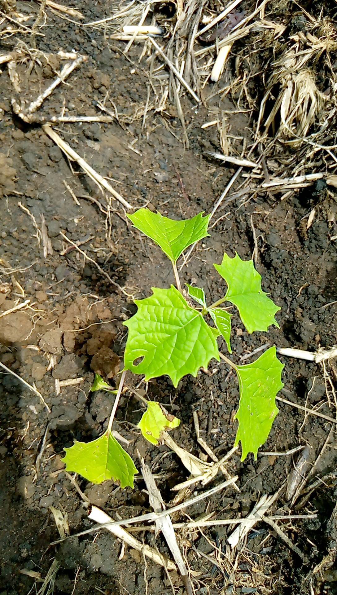 tree