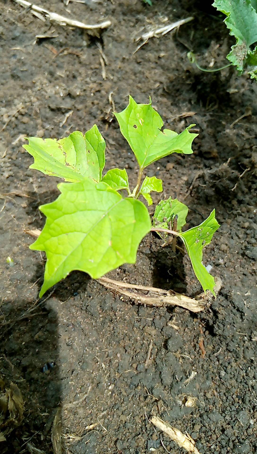 tree
