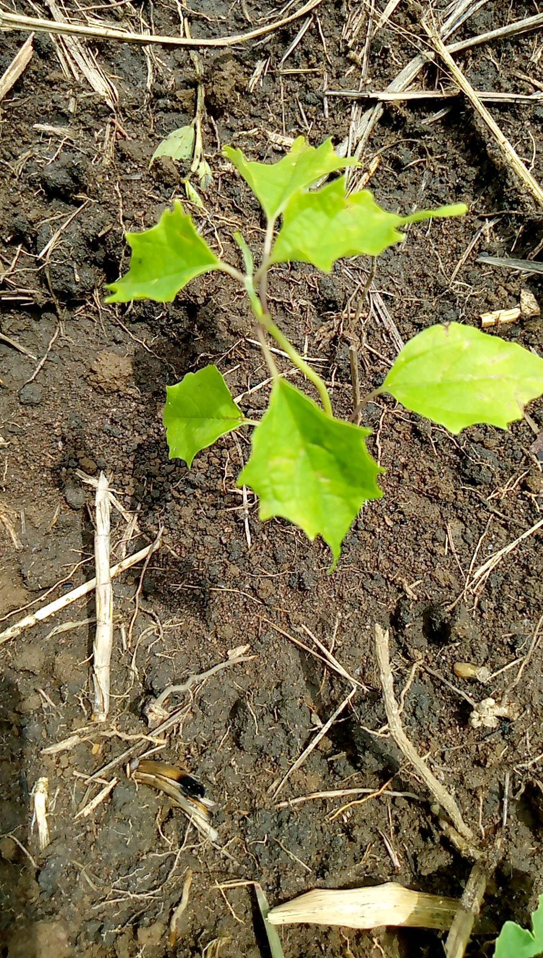 tree