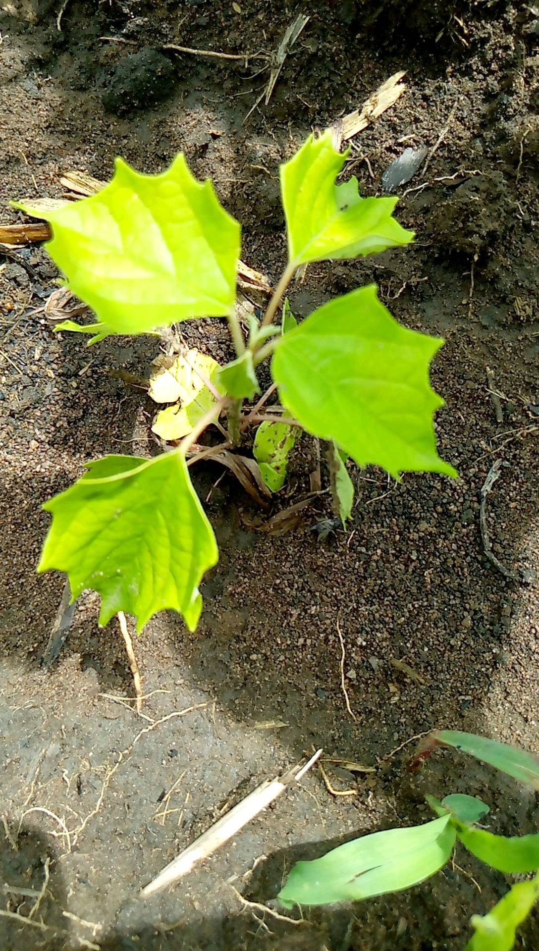 tree