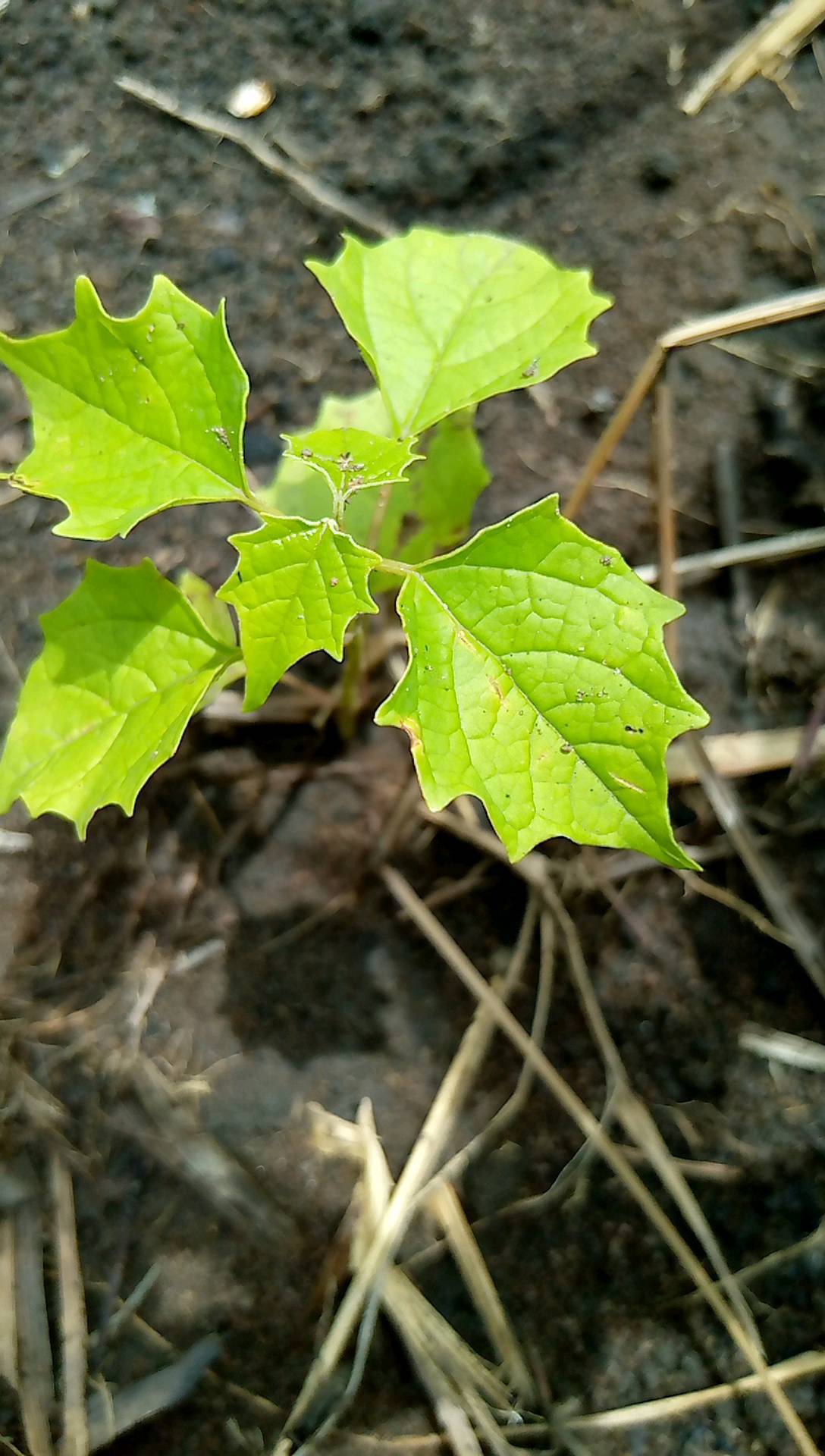 tree