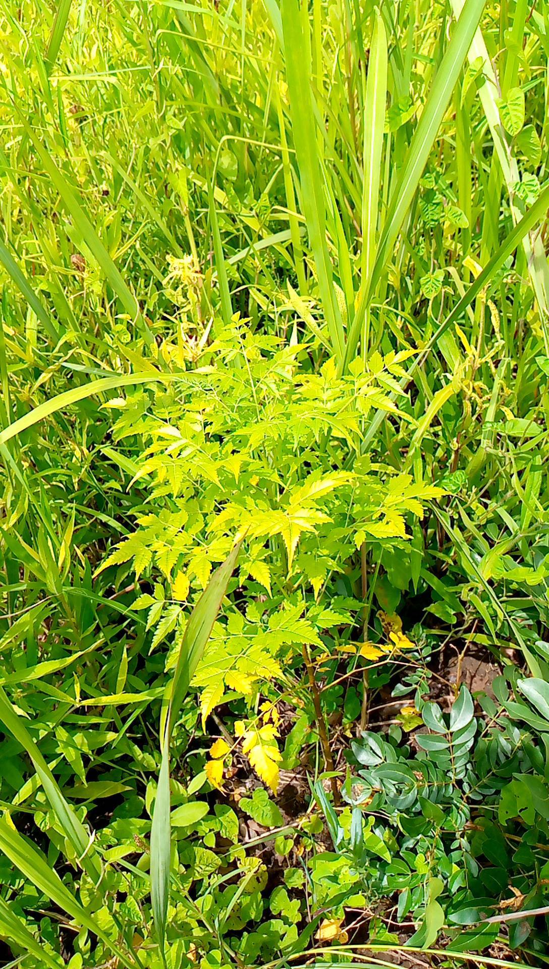tree