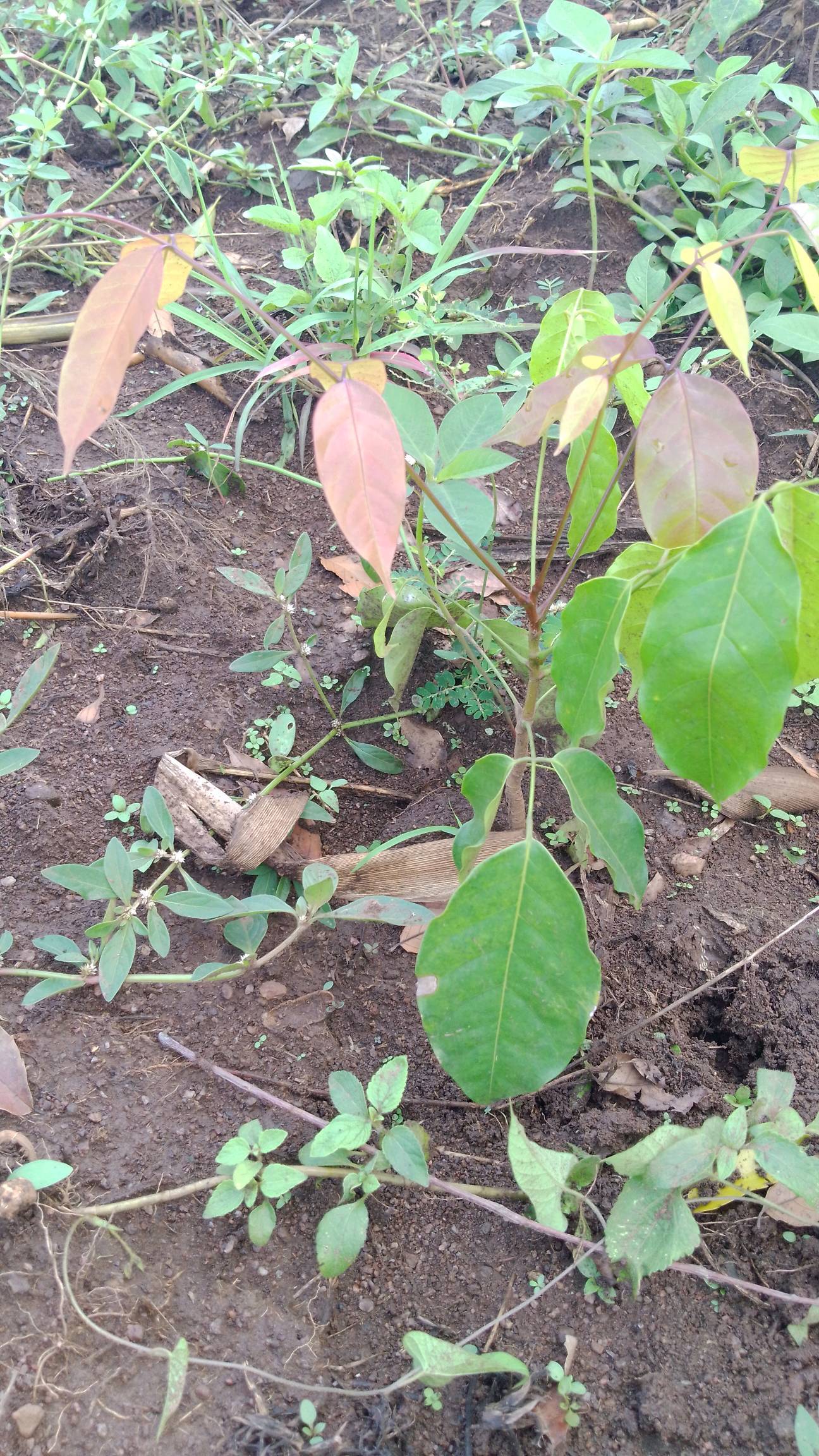 tree