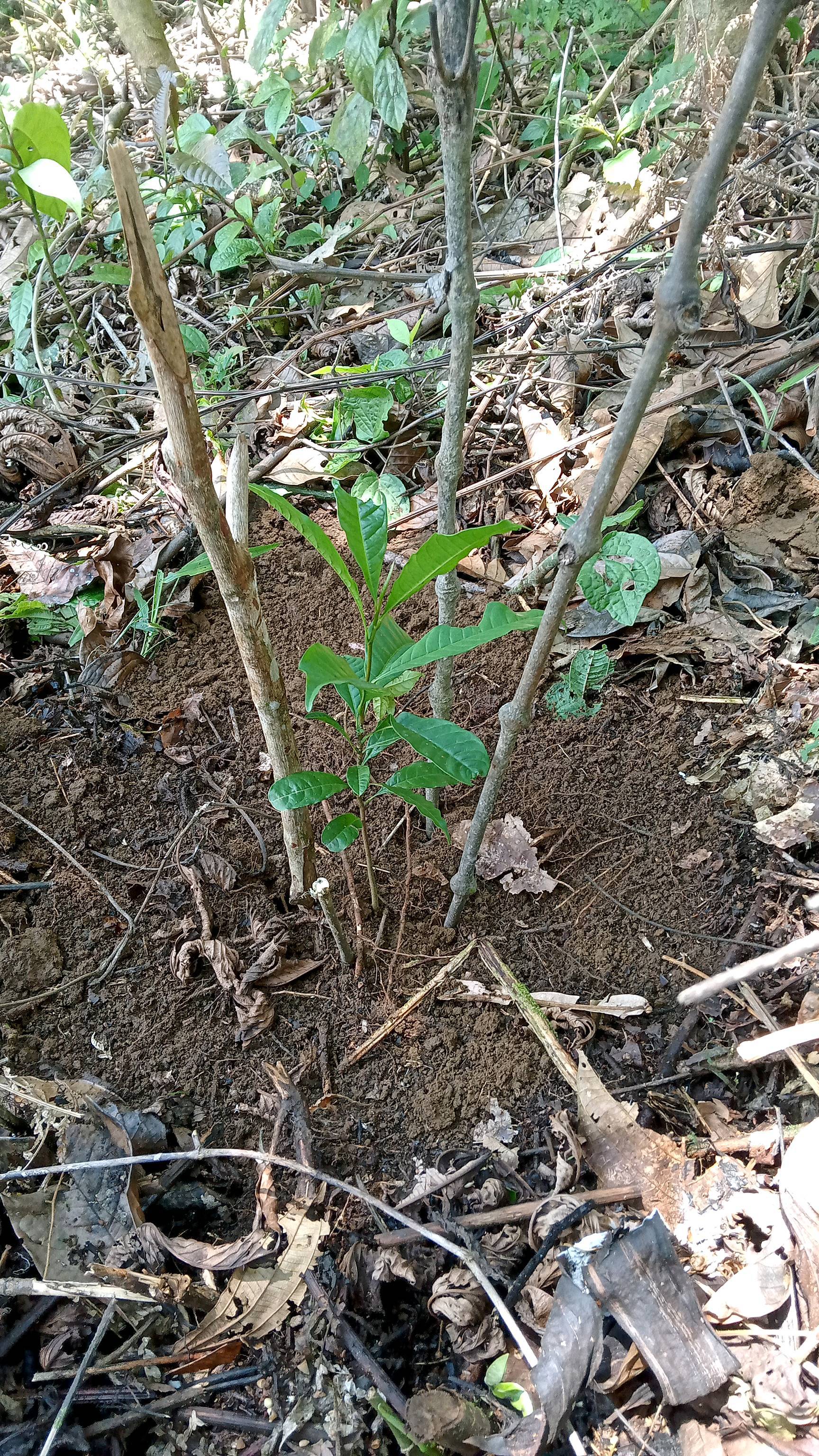 tree