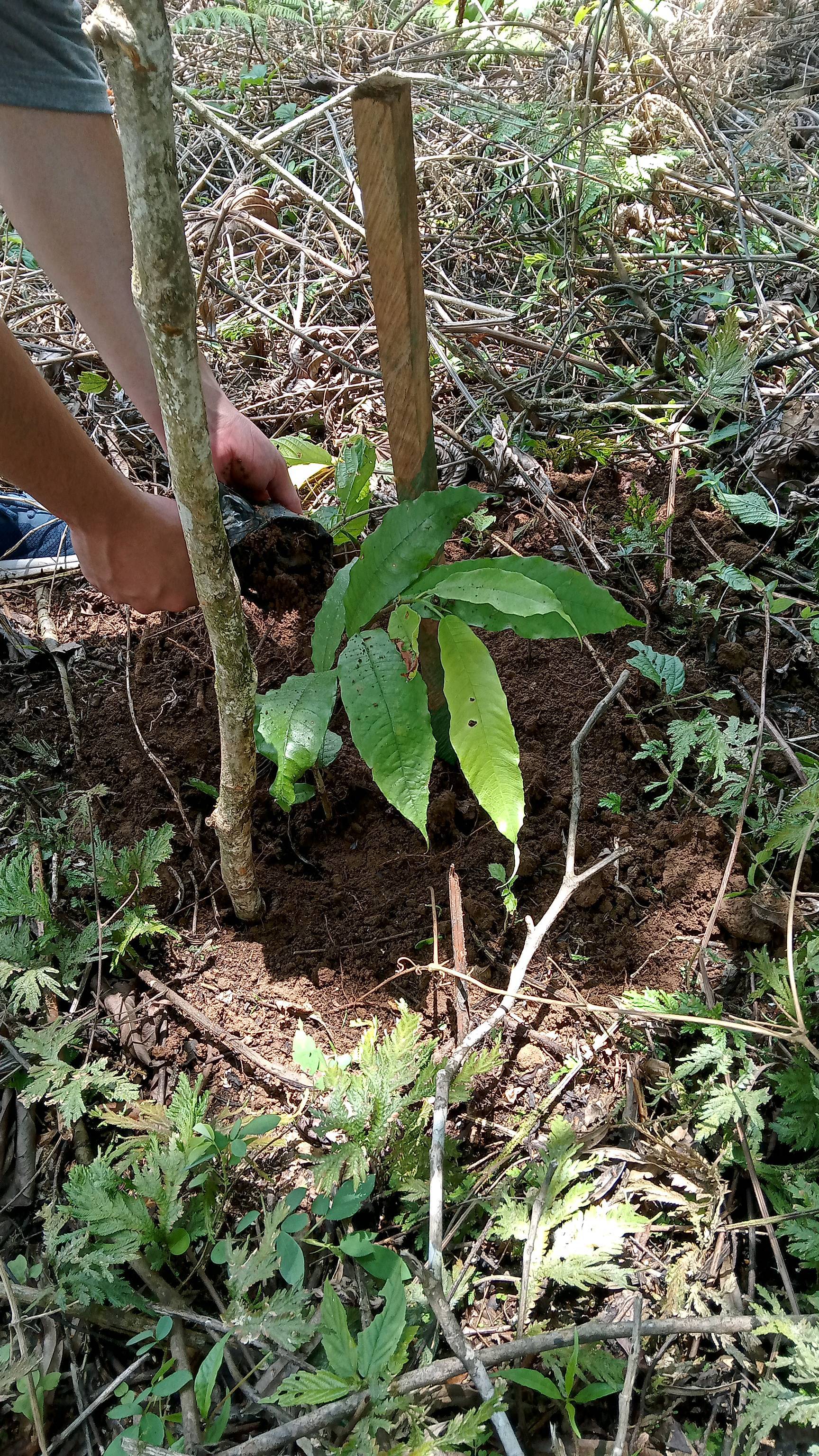 tree