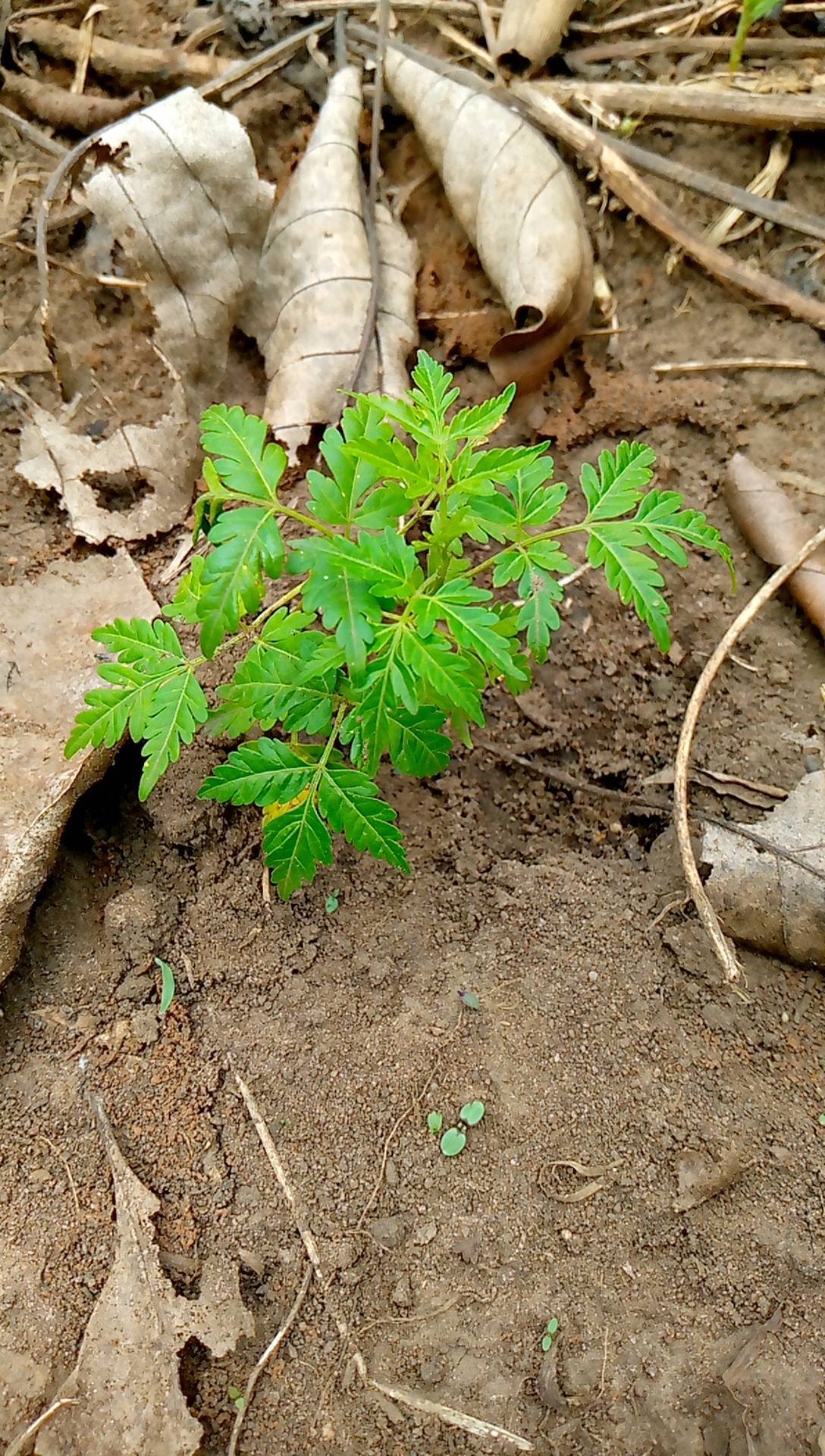 tree