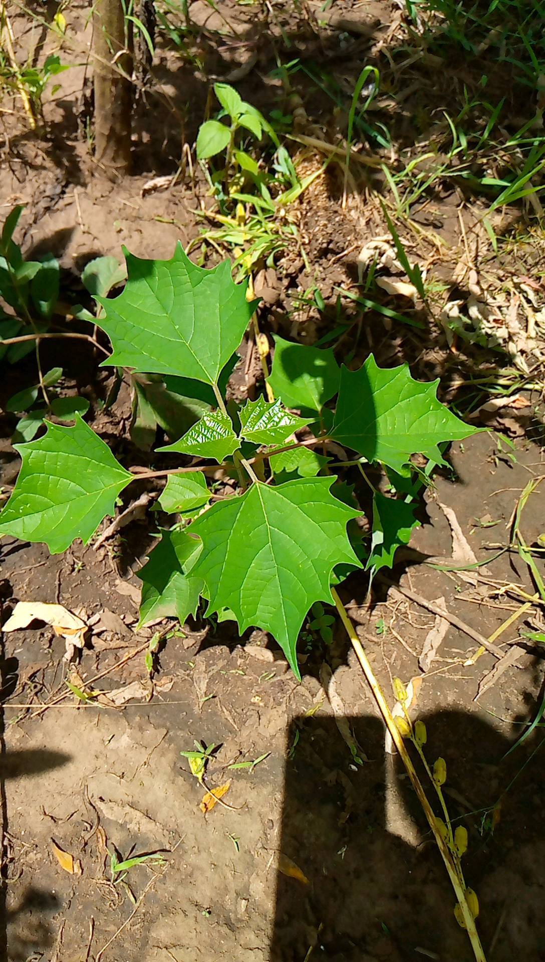 tree