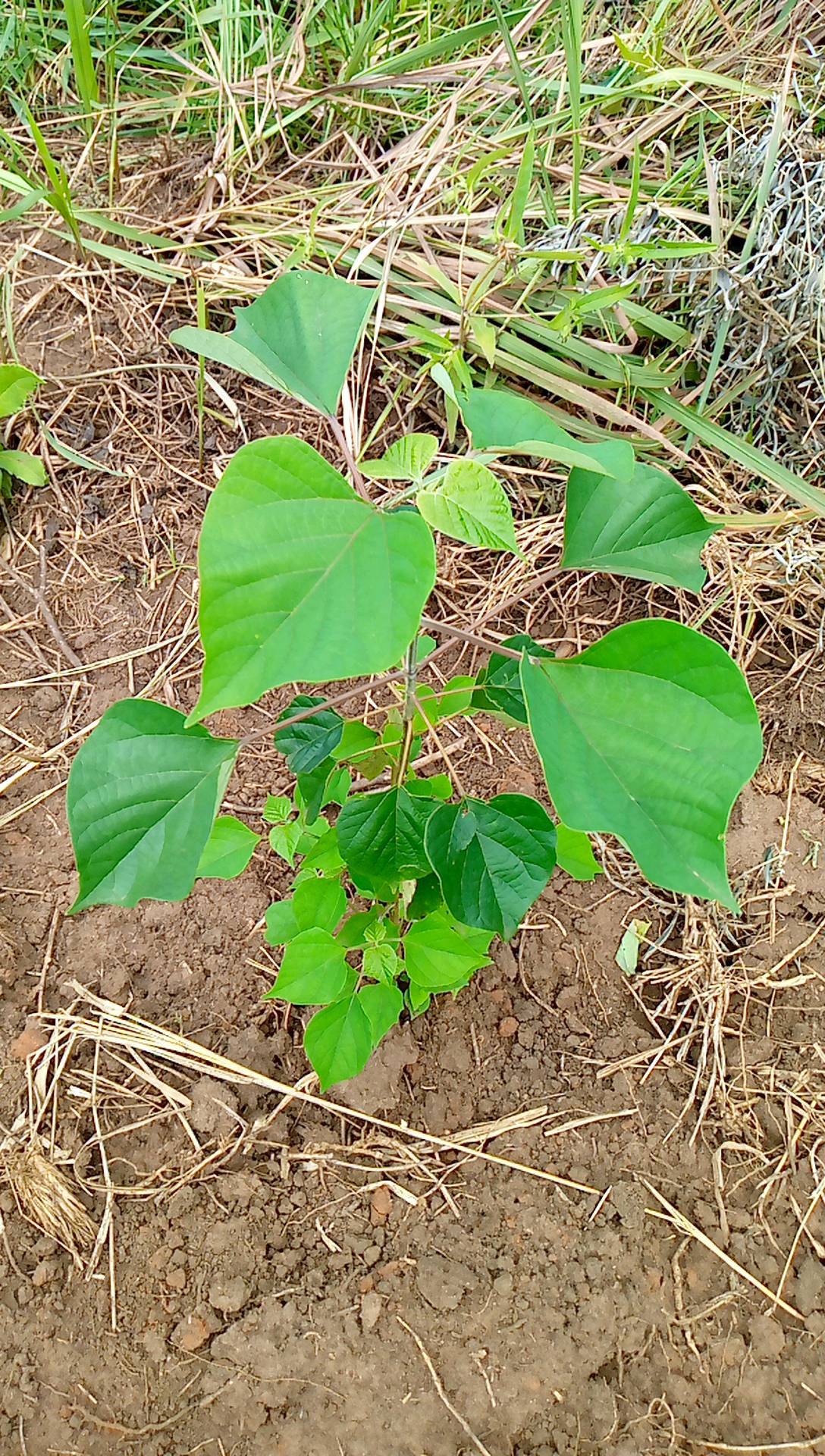 tree