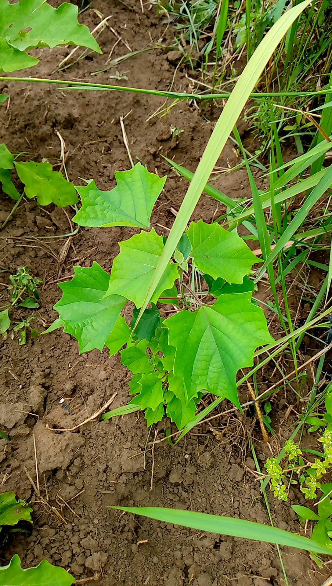 tree